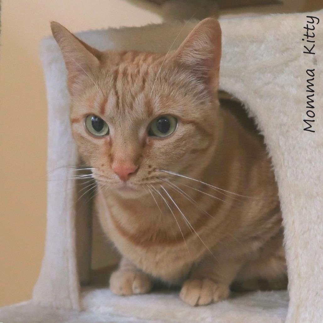 Enlarge Momma Kitty, a Adoptable Domestic Short Hair in Yucaipa, CA image 3/6