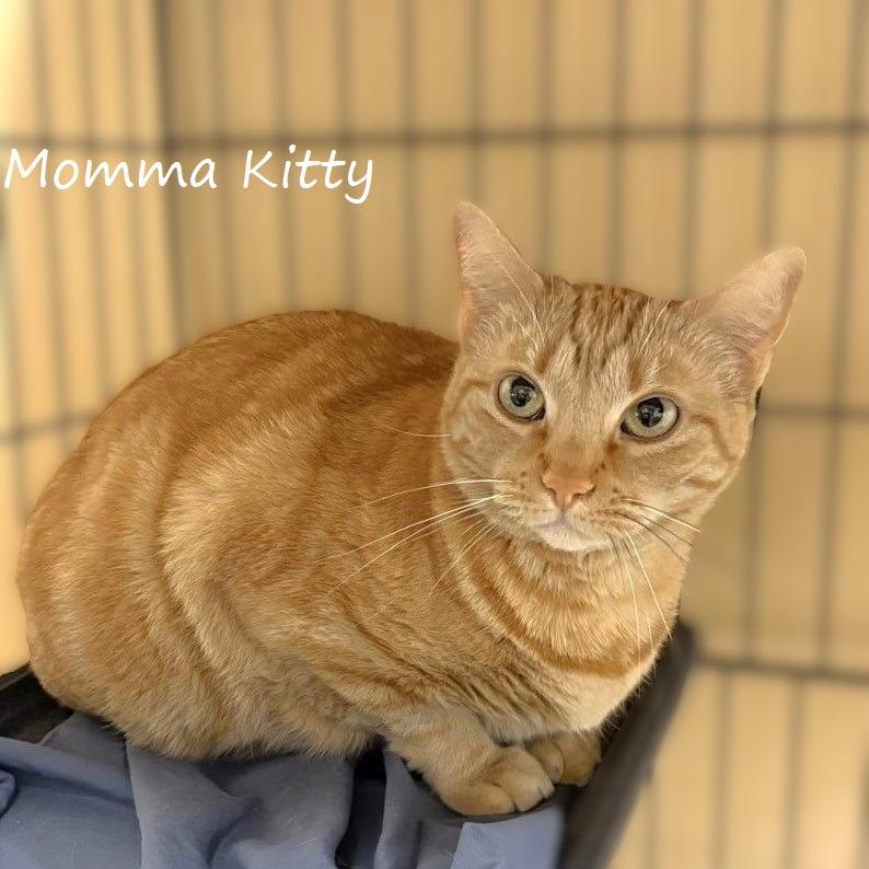 Enlarge Momma Kitty, a Adoptable Domestic Short Hair in Yucaipa, CA image 4/6