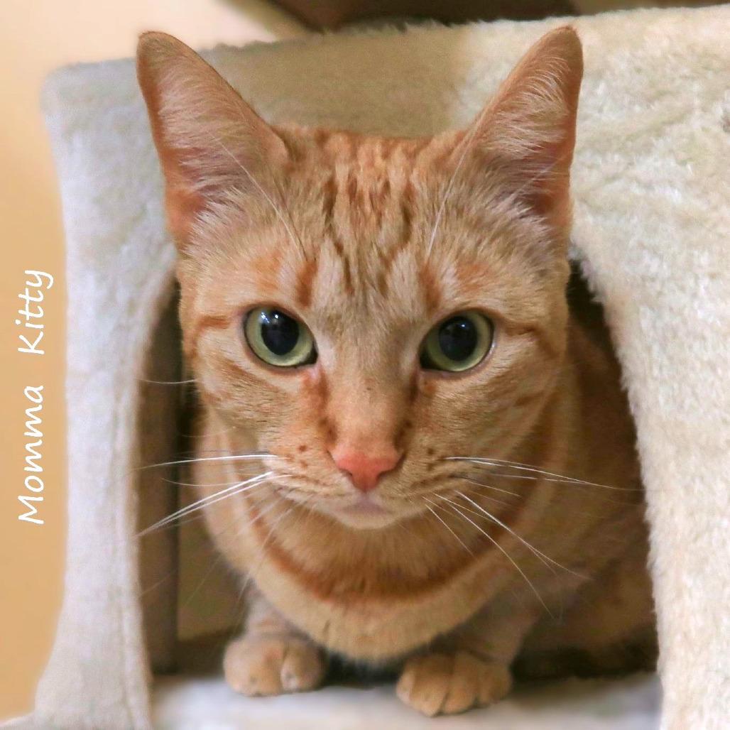 Enlarge Momma Kitty, a Adoptable Domestic Short Hair in Yucaipa, CA image 5/6