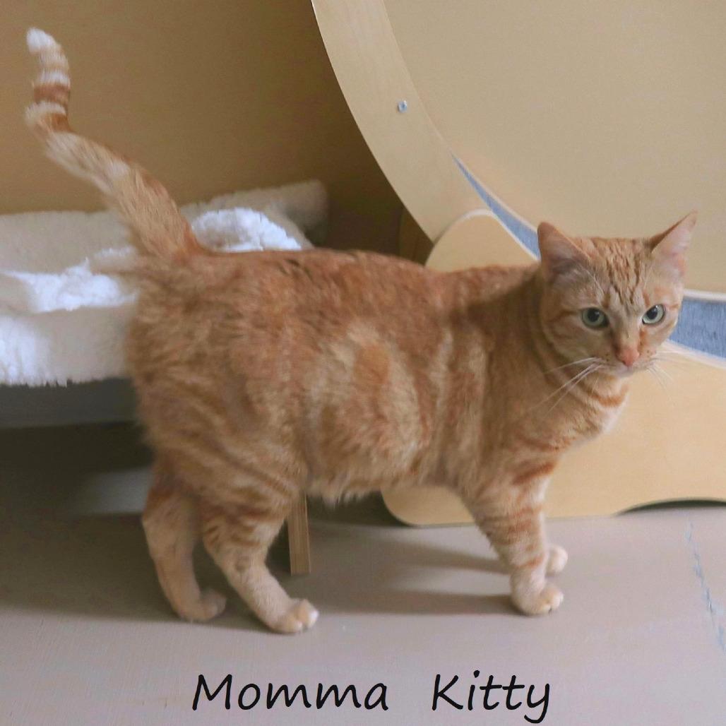 Enlarge Momma Kitty, a Adoptable Domestic Short Hair in Yucaipa, CA image 6/6