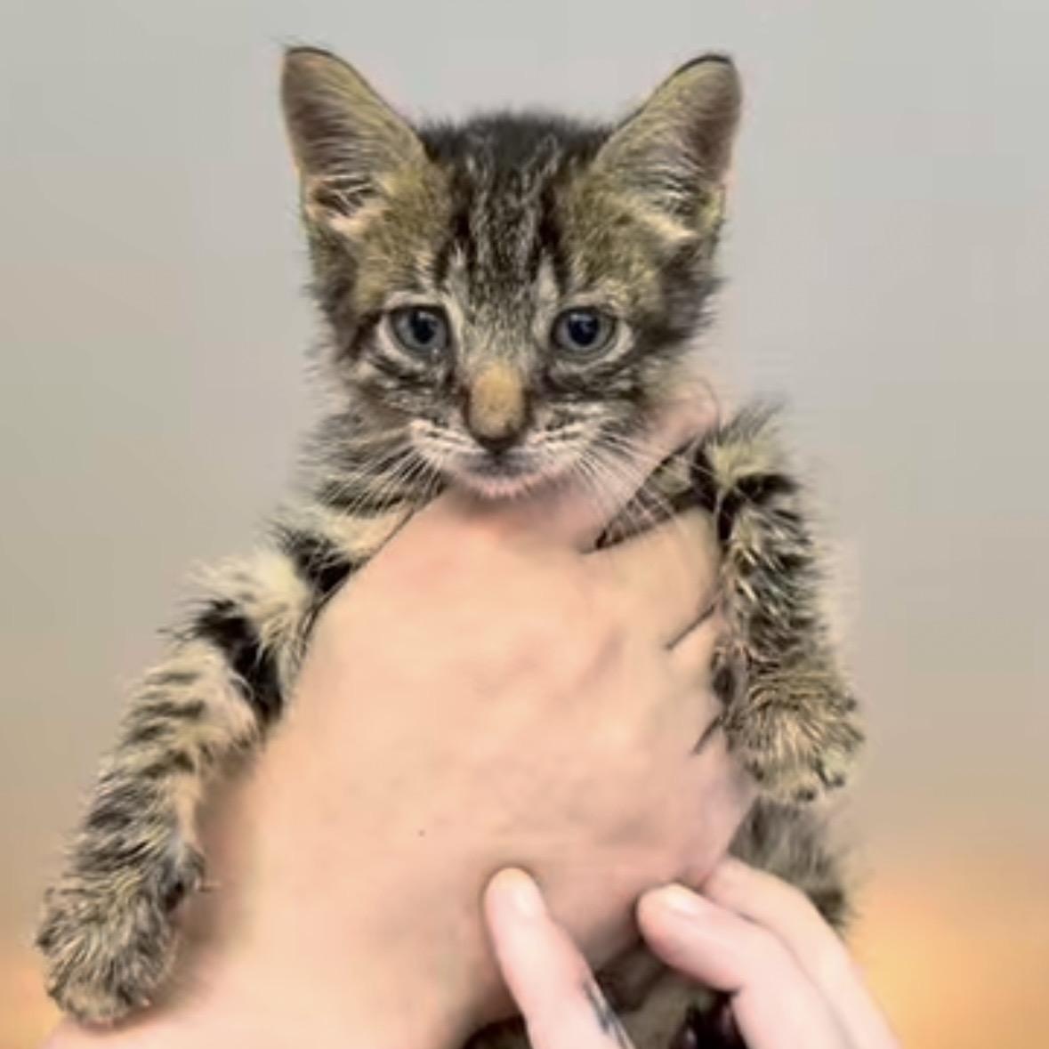 Eden, adopted, Kitten Male Tabby & Domestic Short Hair.