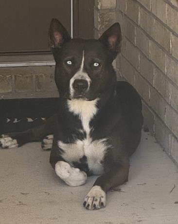River, adoptable, Adult Female Husky.
