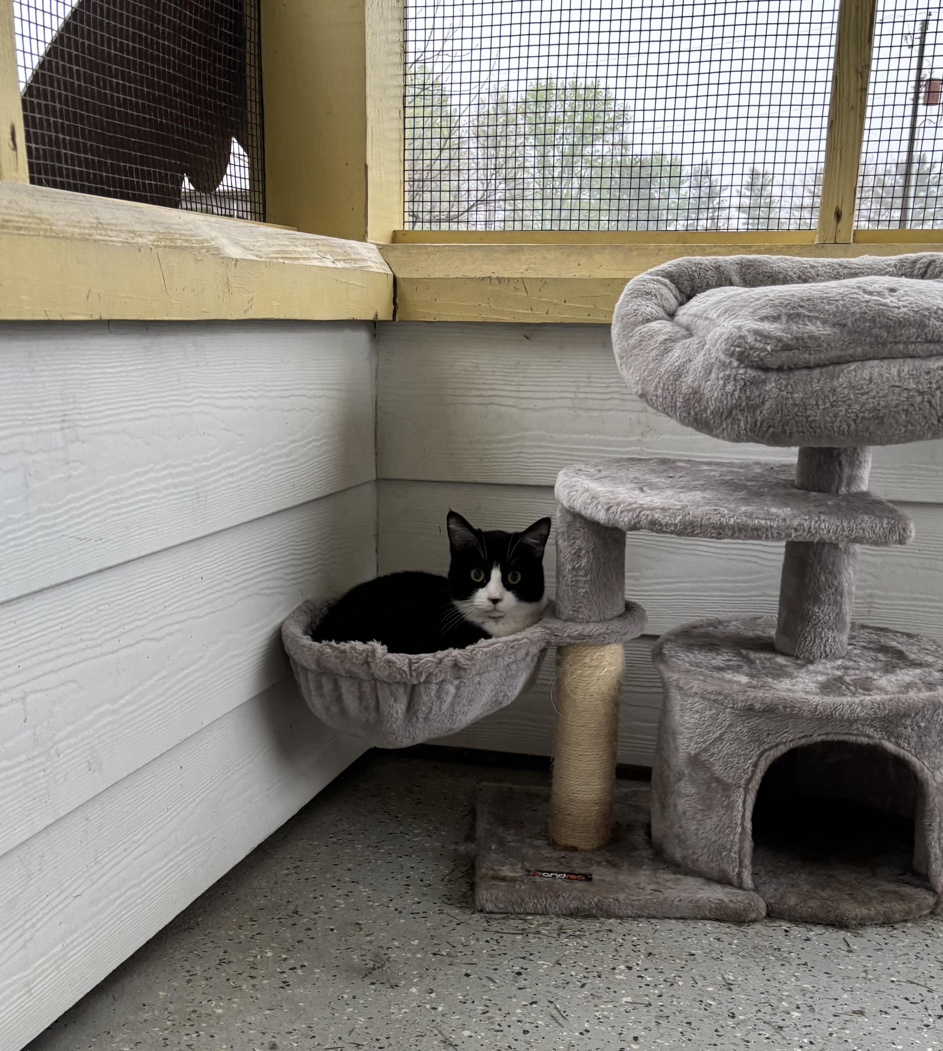 Enlarge Rosie, a Adoptable Domestic Short Hair in Franklin, IN image 1/1