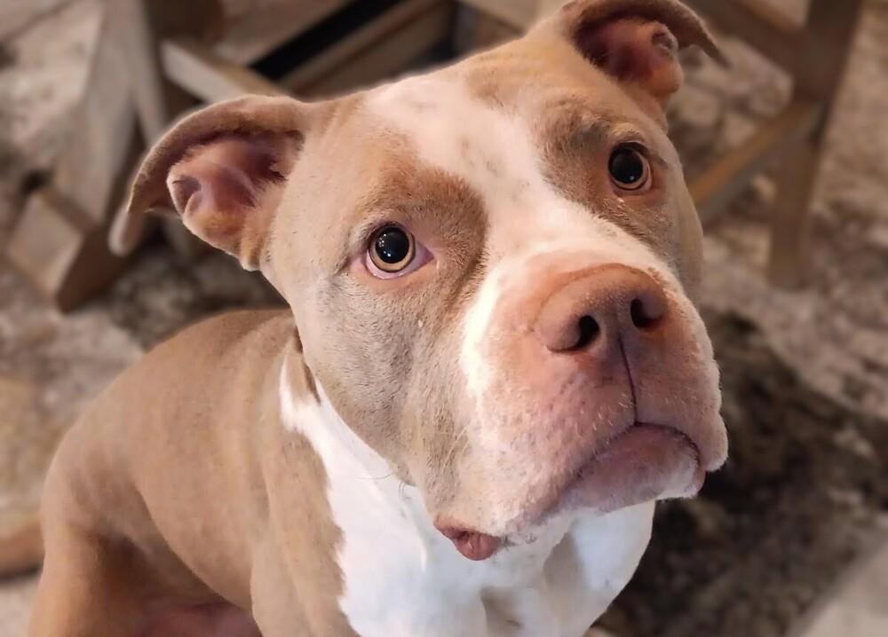 Enlarge Nandi, a Adoptable mixed breed in Orlando, FL image 3/4