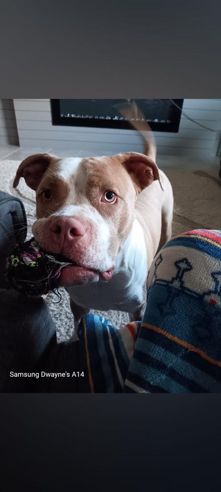 Nandi, a Adoptable mixed breed in Orlando, FL image 3/3