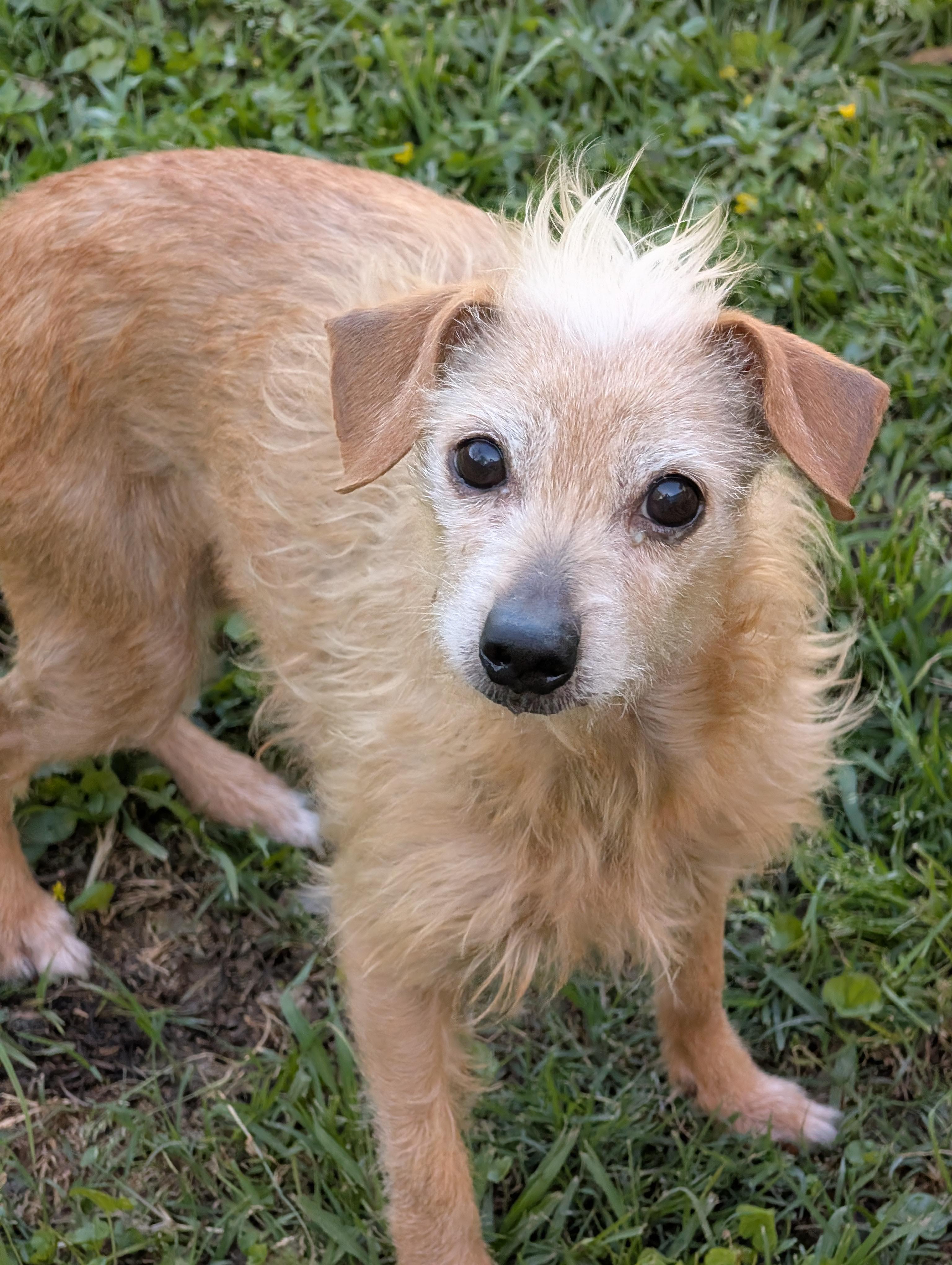 Enlarge Seabiscuit, a ADOPTABLE mixed breed in Baton Rouge, LA image 1/1