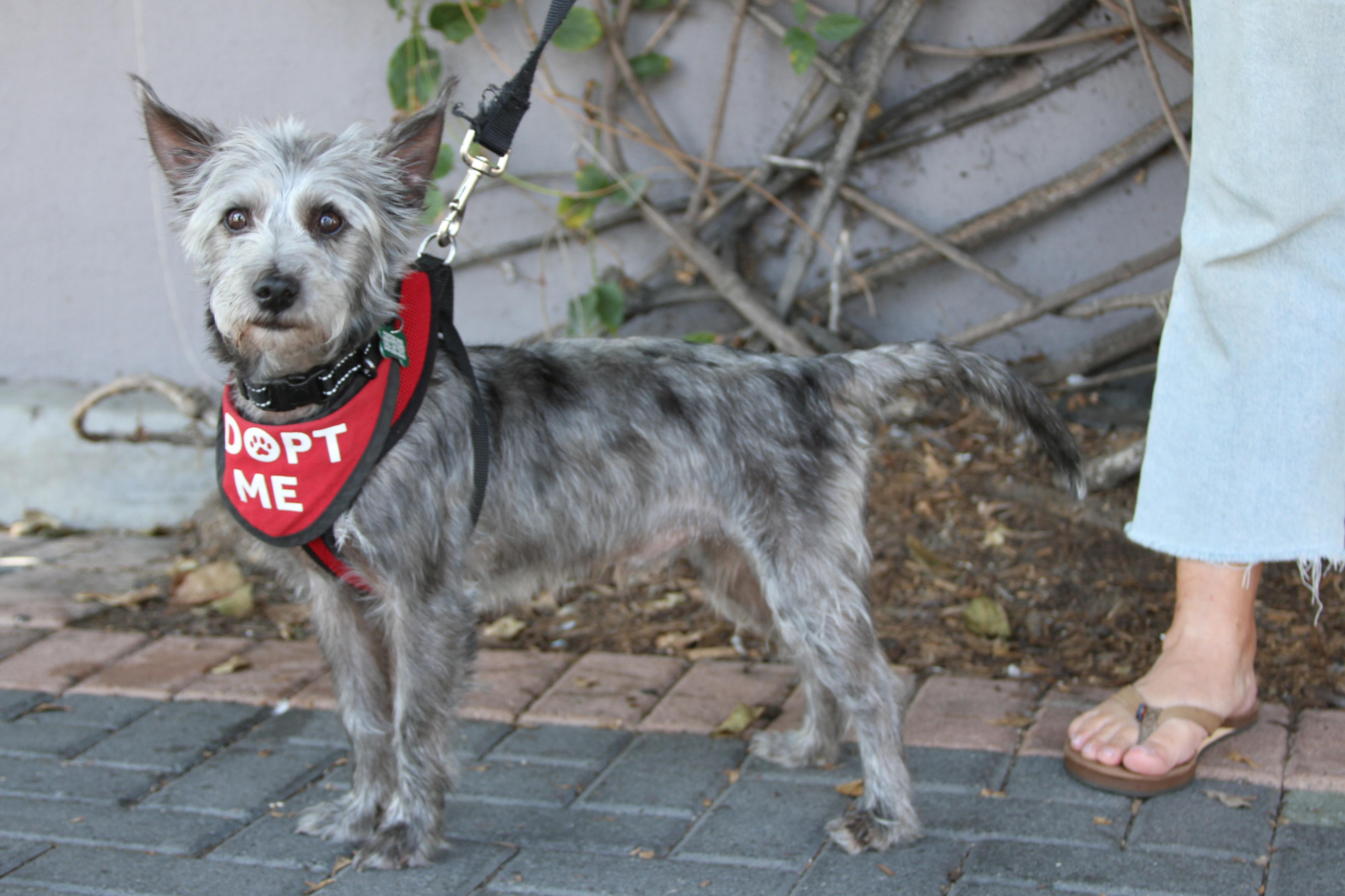 Enlarge Tyler, a Adoptable mixed breed in Mission Viejo, CA image 4/5