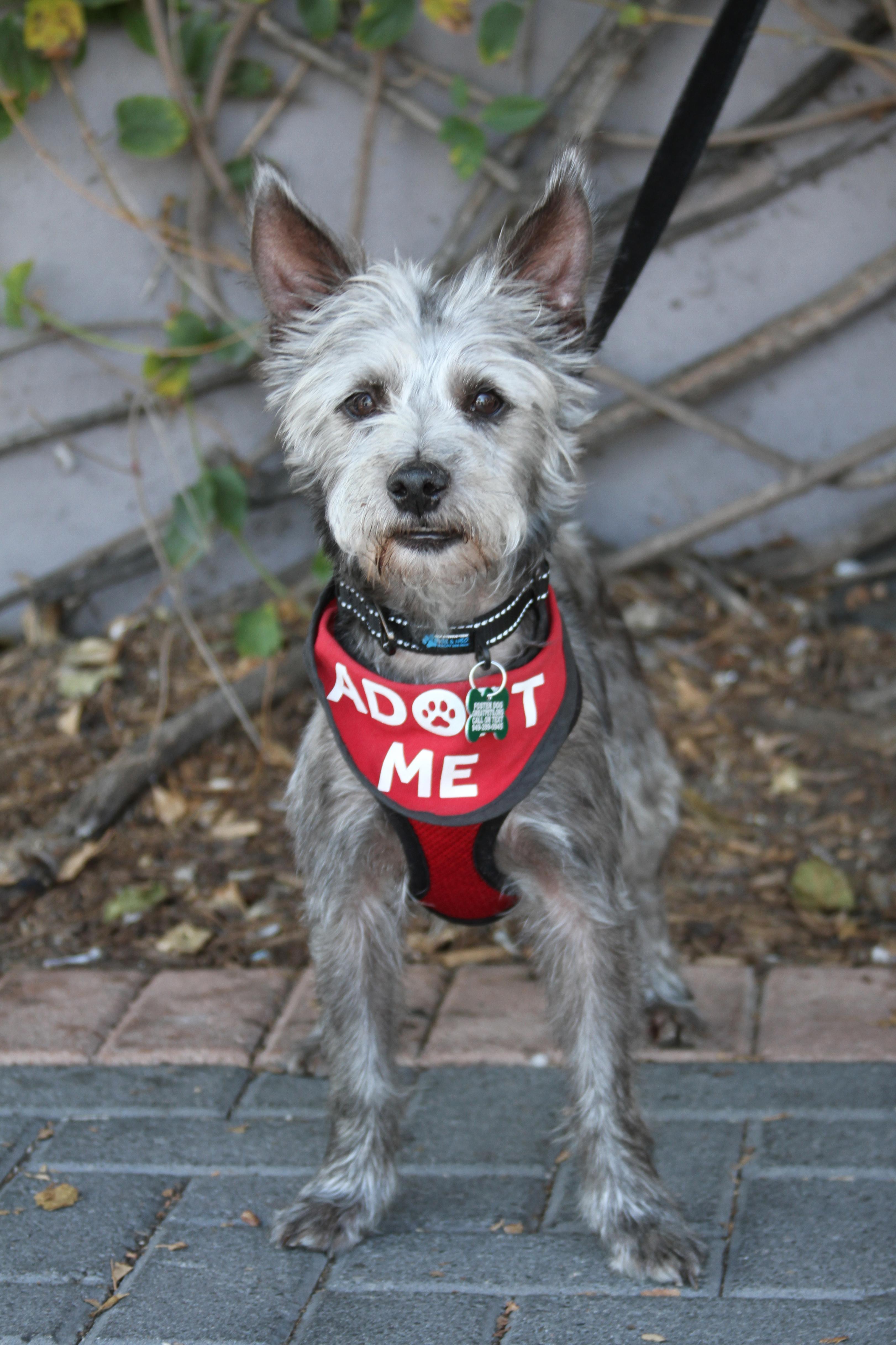 Enlarge Tyler, a Adoptable mixed breed in Mission Viejo, CA image 3/5