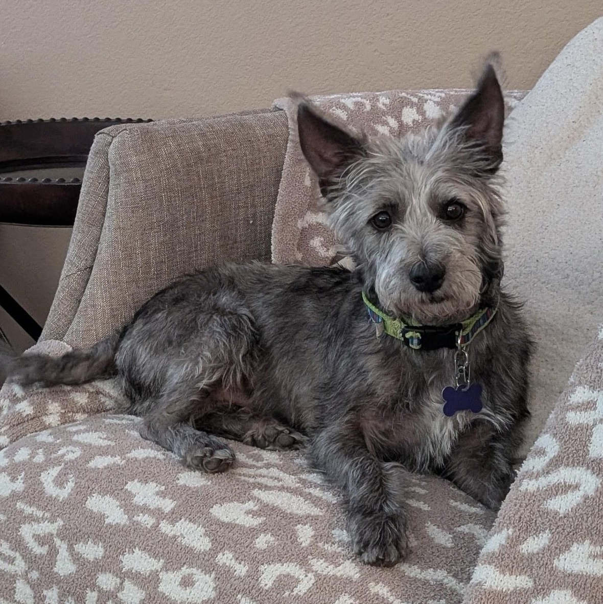 Enlarge Tyler, a Adoptable mixed breed in Mission Viejo, CA image 1/5