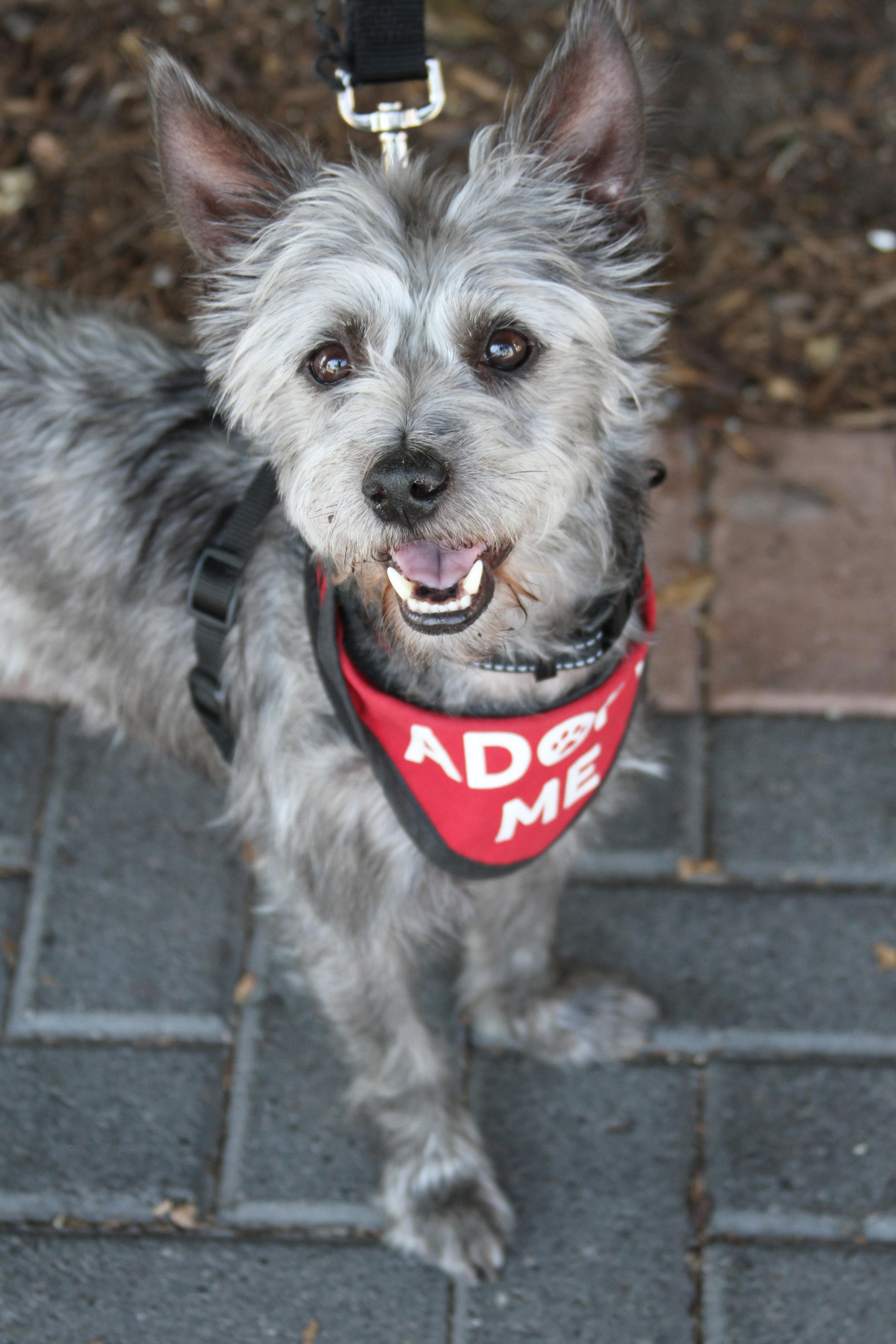 Enlarge Tyler, a Adoptable mixed breed in Mission Viejo, CA image 2/5