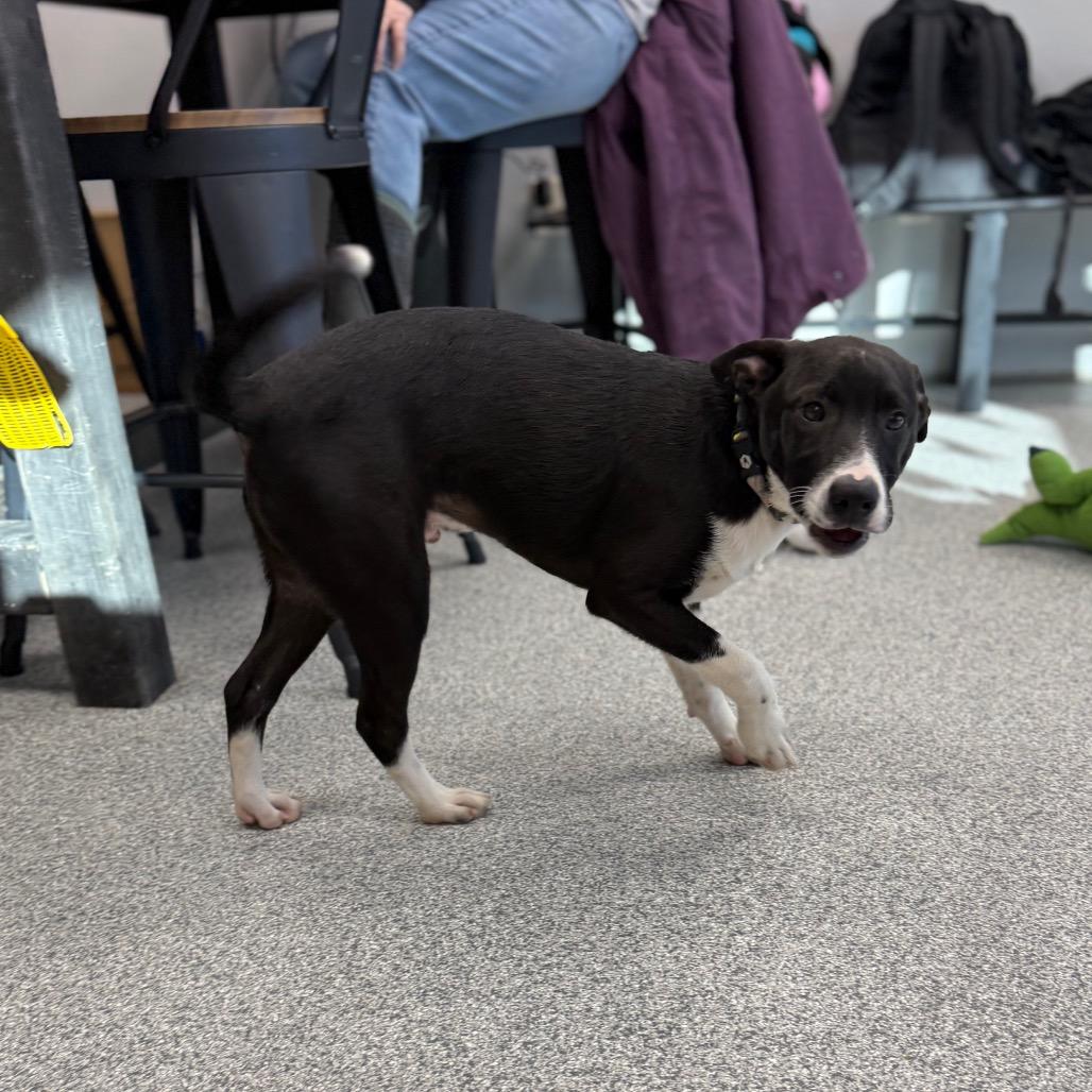 Enlarge Eugene, a Adoptable mixed breed in Monticello, IA image 3/6