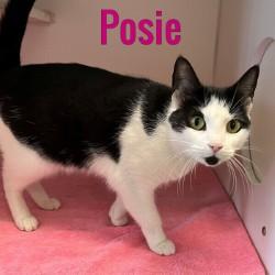 Enlarge Posie, a Adoptable Domestic Short Hair in Pleasantville, NJ image 1/1