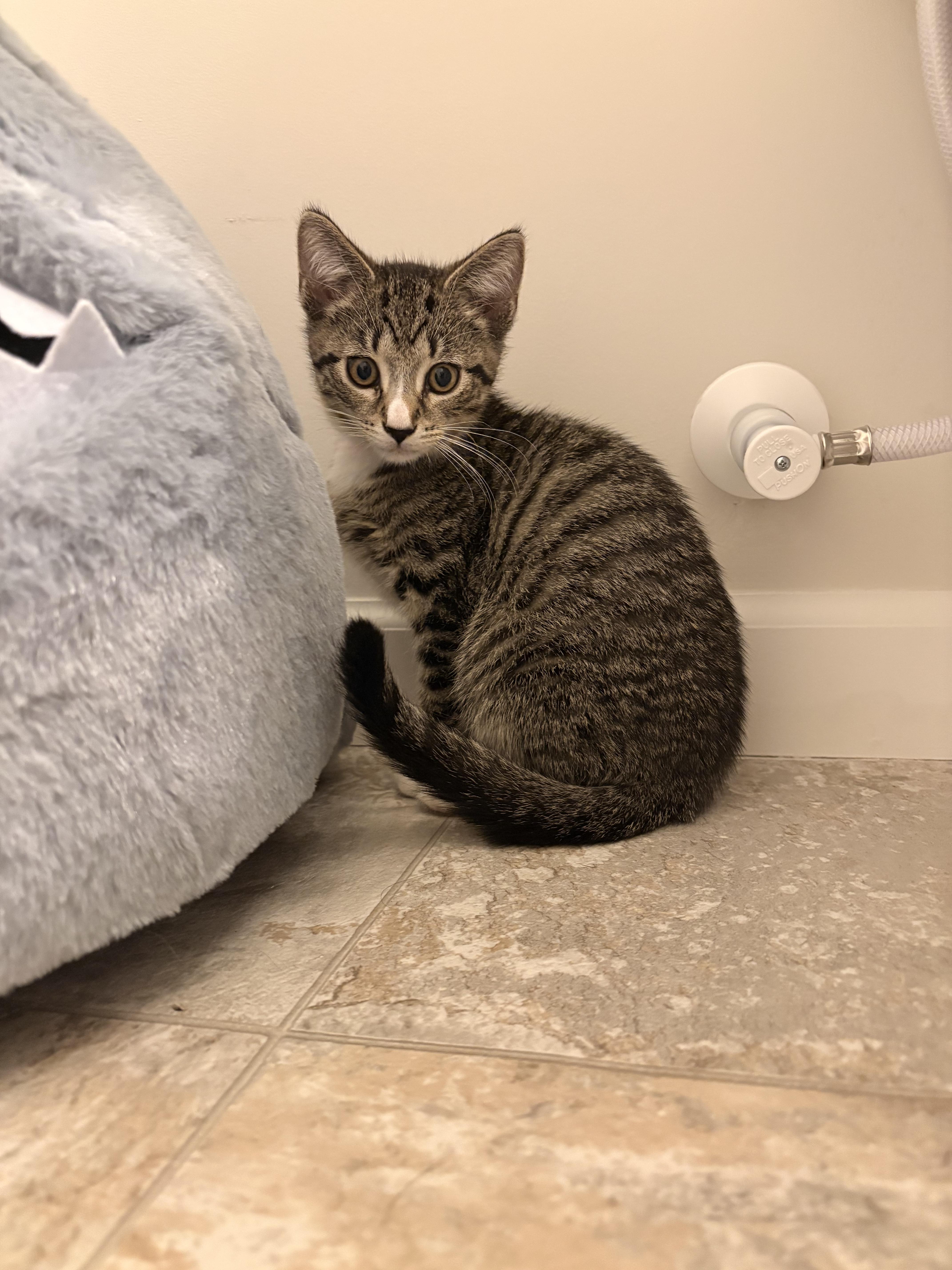 Enlarge Orange, a ADOPTABLE Domestic Short Hair in Columbus, OH image 6/6