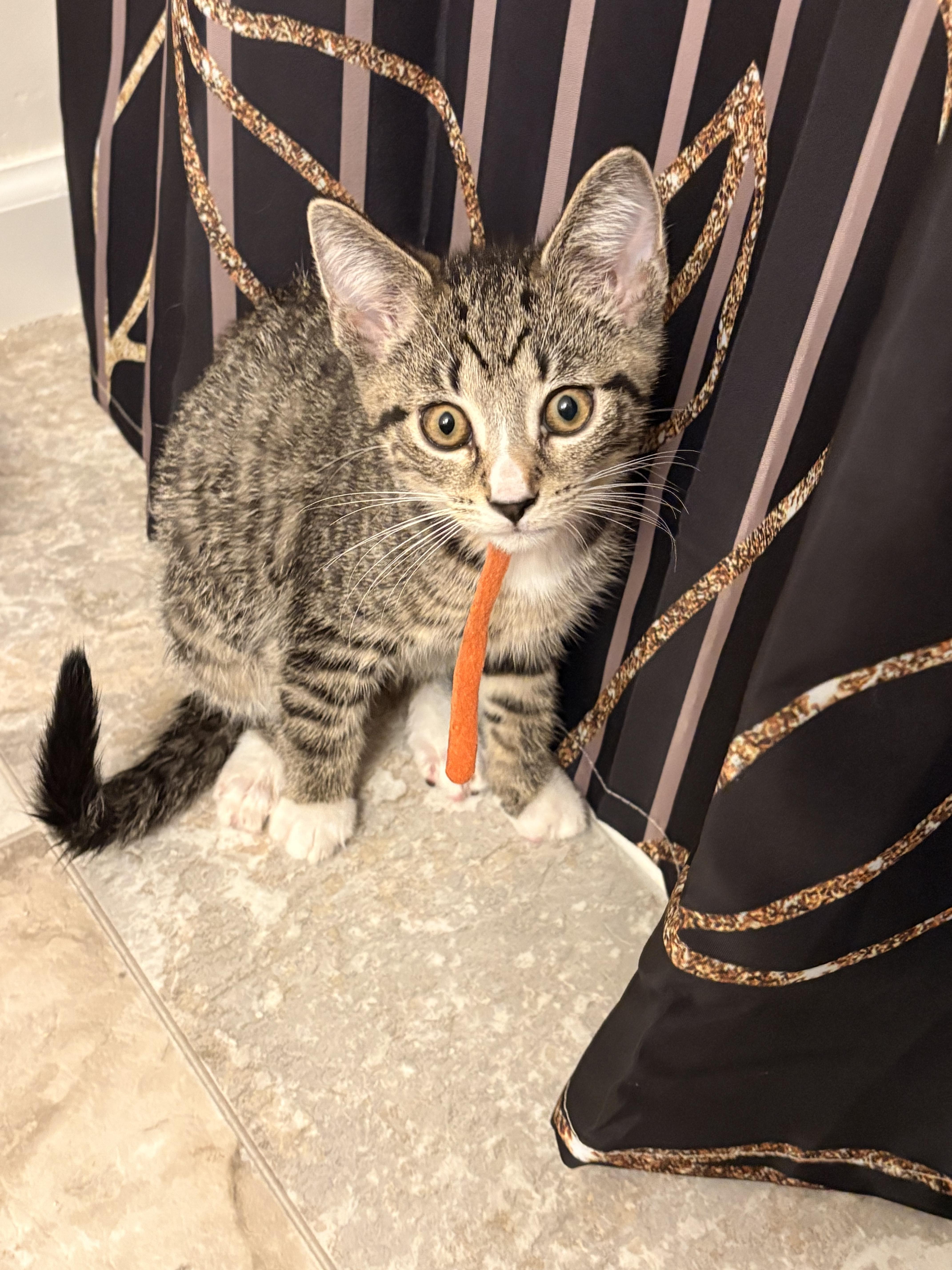 Enlarge Orange, a ADOPTABLE Domestic Short Hair in Columbus, OH image 3/6