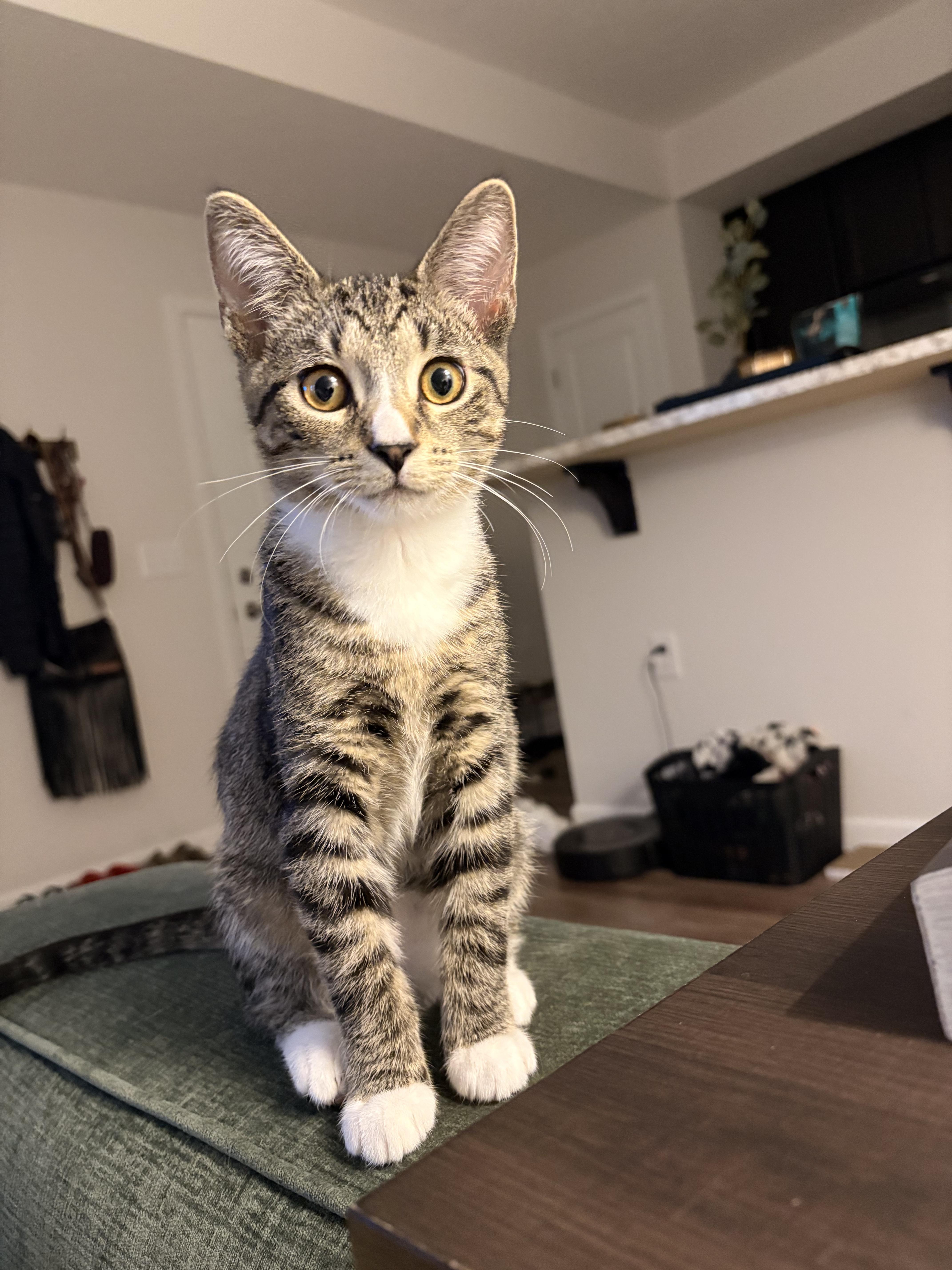 Orange, ADOPTABLE, Kitten Male Domestic Short Hair.