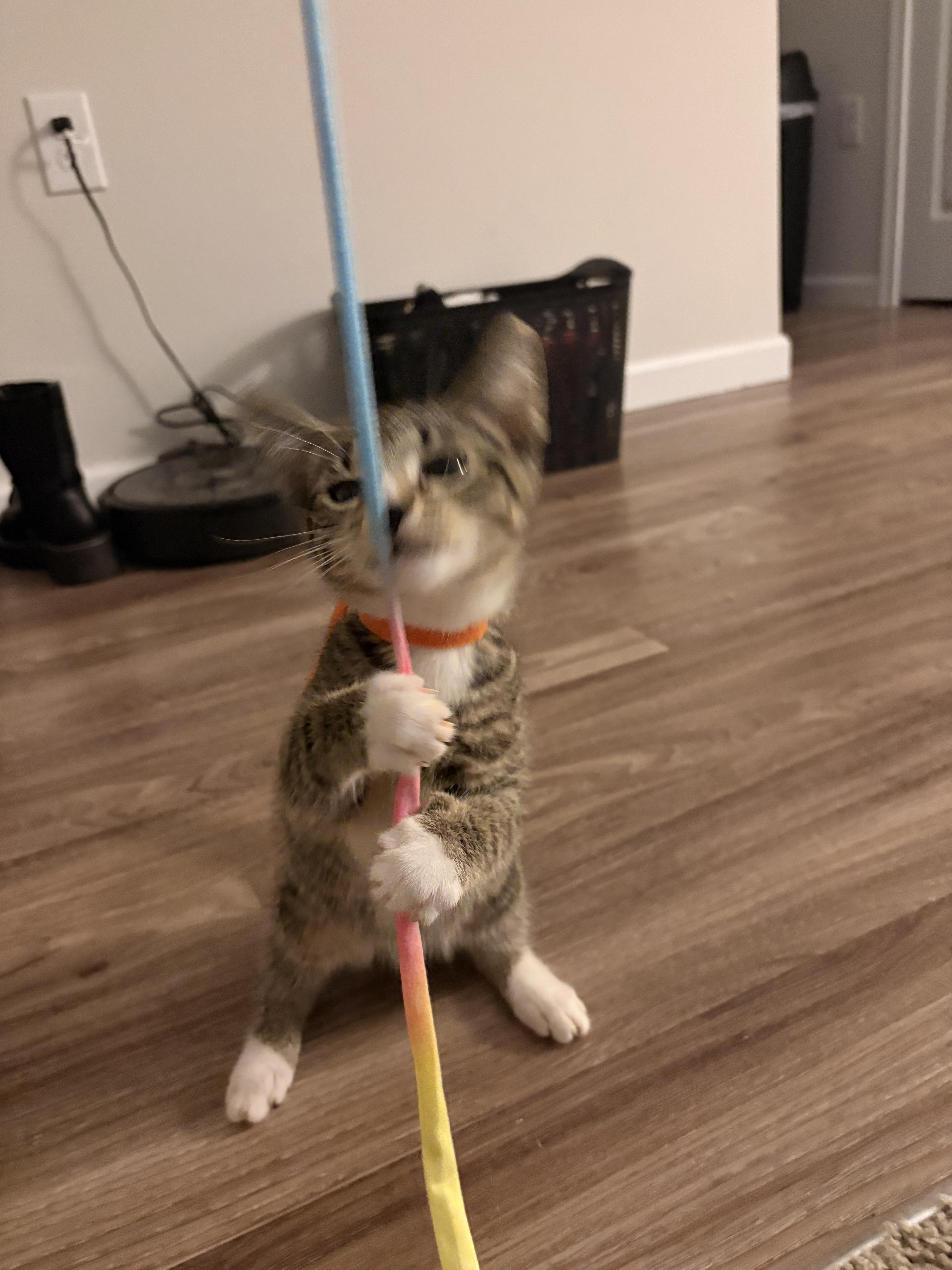 Enlarge Orange, a ADOPTABLE Domestic Short Hair in Columbus, OH image 4/6