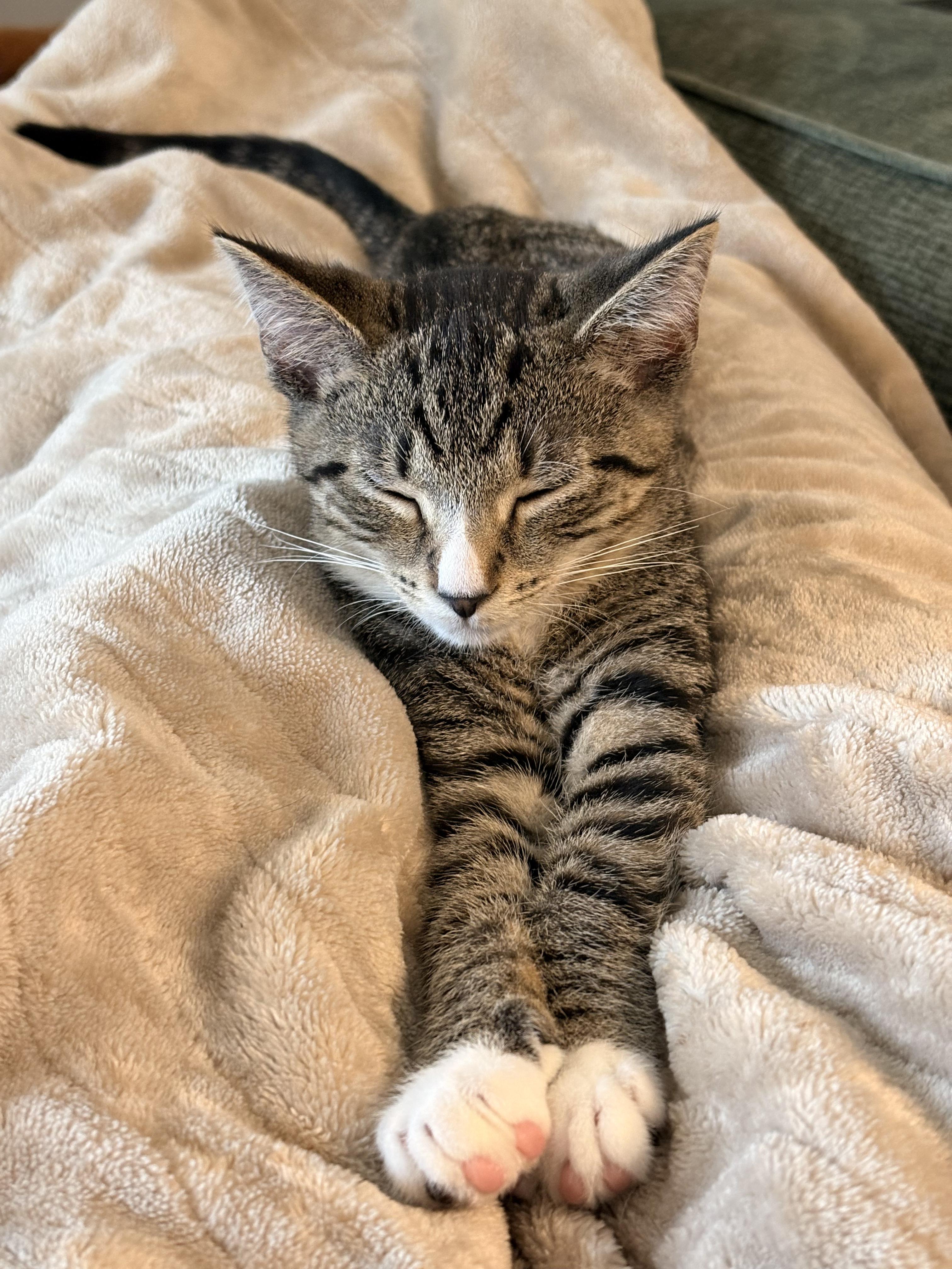 Enlarge Orange, a ADOPTABLE Domestic Short Hair in Columbus, OH image 2/6