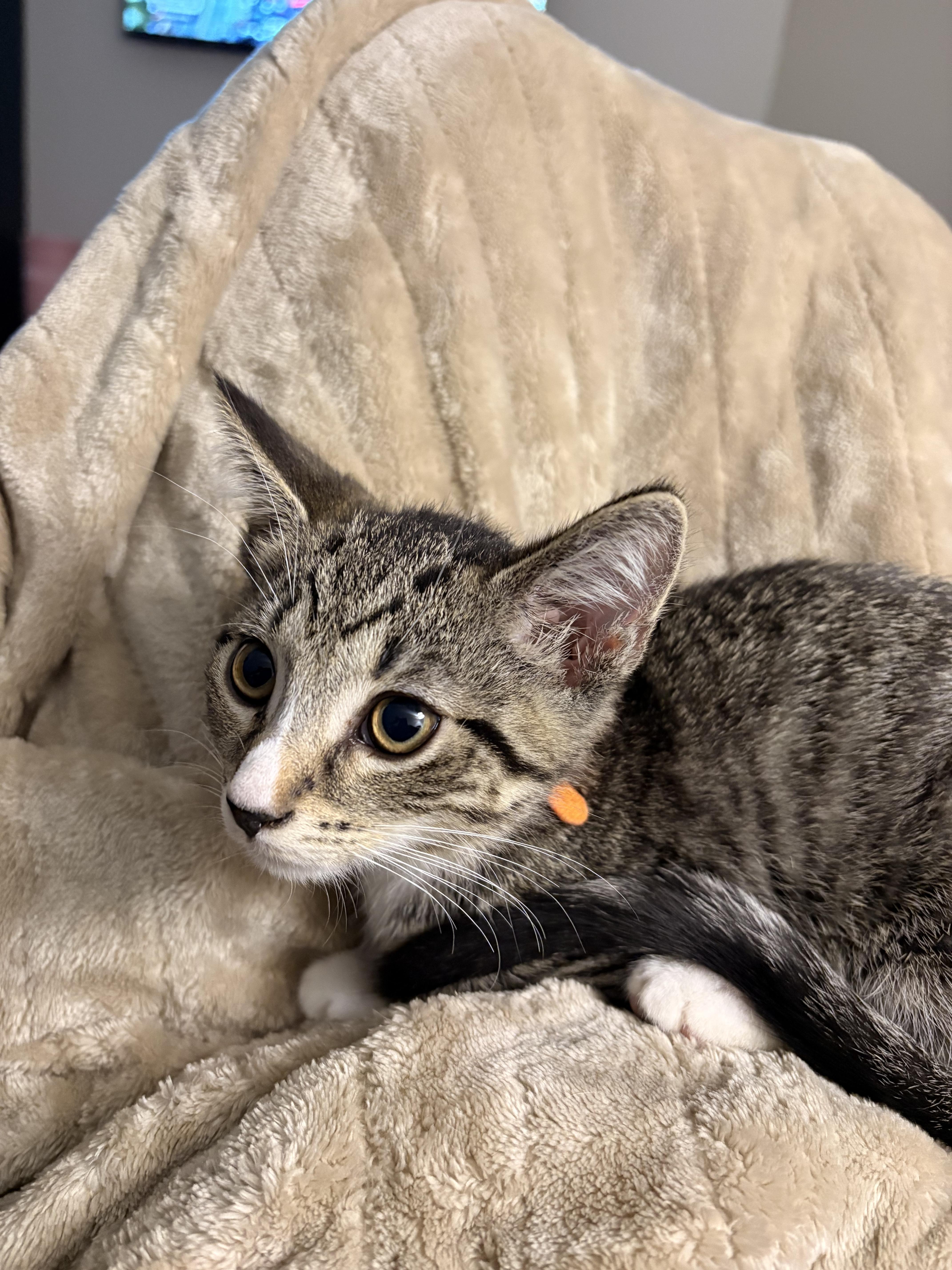 Enlarge Orange, a ADOPTABLE Domestic Short Hair in Columbus, OH image 2/6