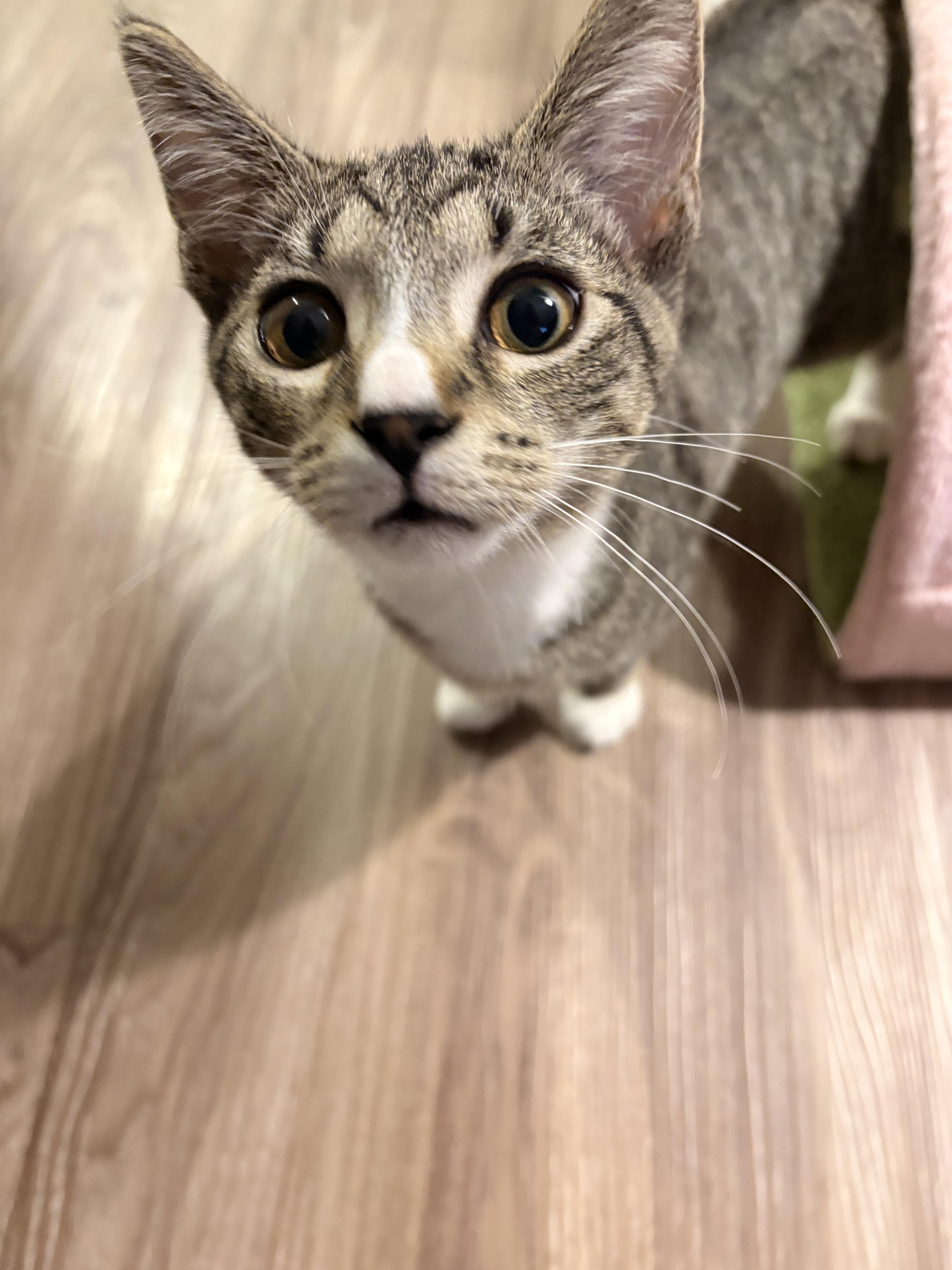 Enlarge Orange, a ADOPTABLE Domestic Short Hair in Columbus, OH image 3/6