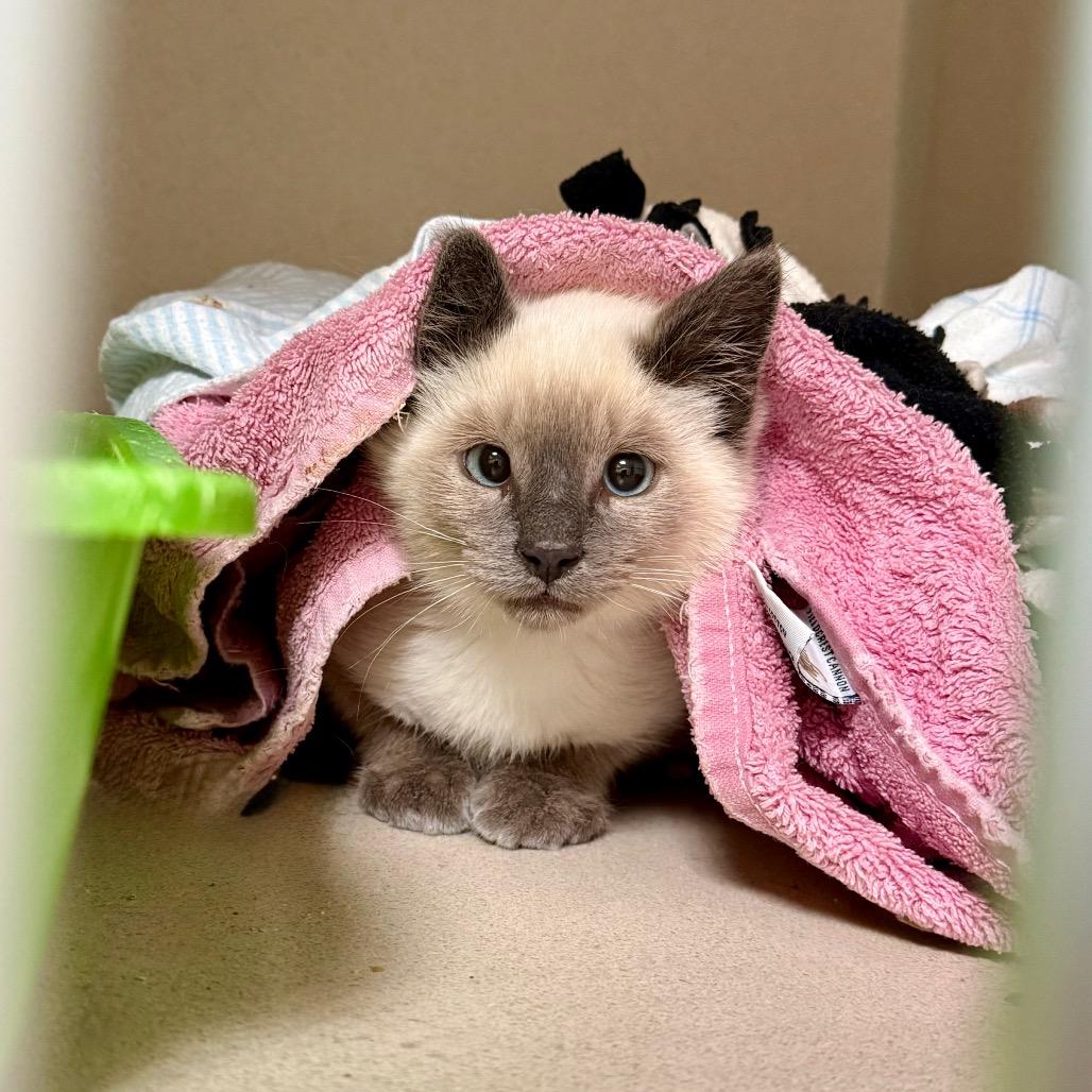 Enlarge Rowan, a Adoptable Domestic Short Hair in Great Falls, MT image 1/4