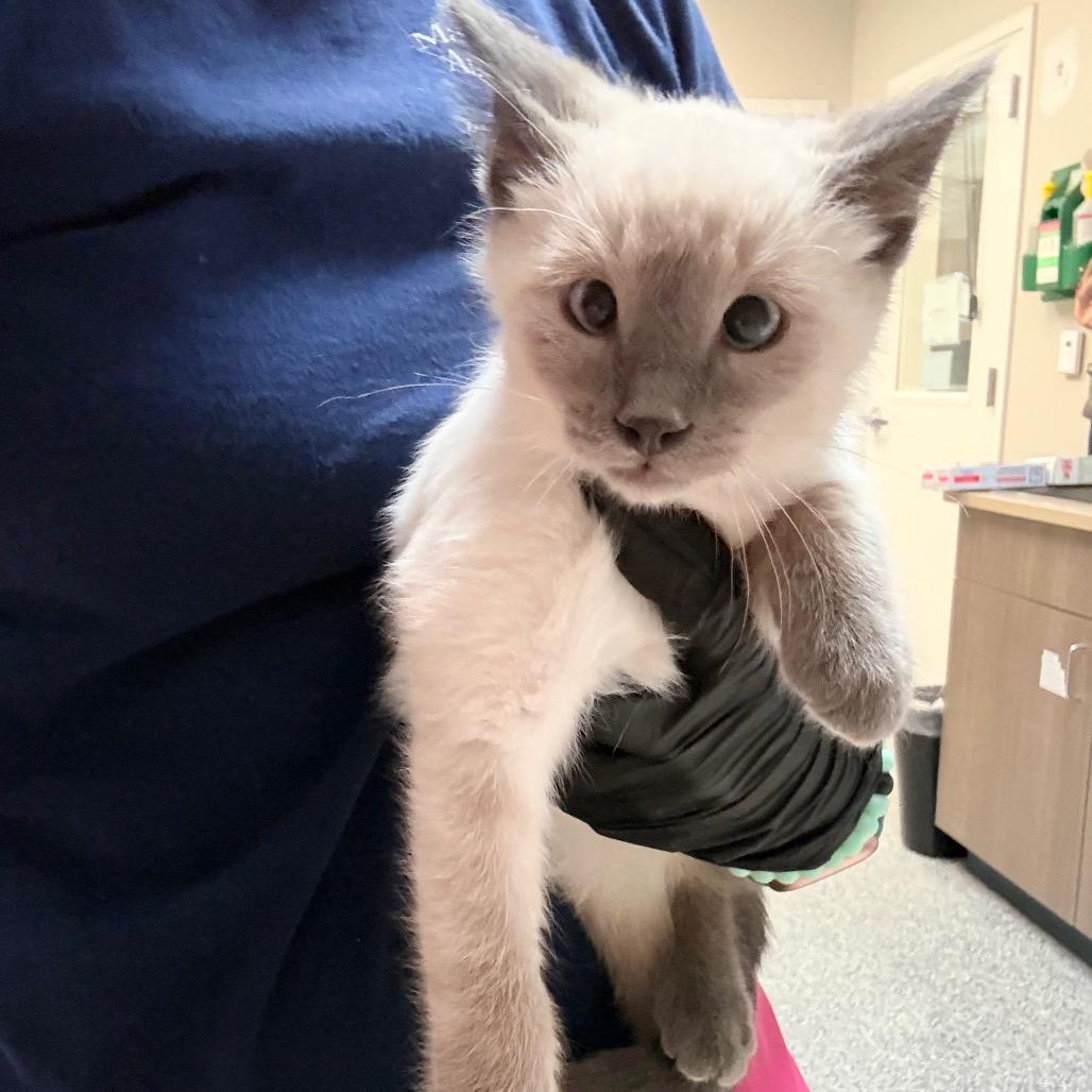 Enlarge Rowan, a Adoptable Domestic Short Hair in Great Falls, MT image 3/4