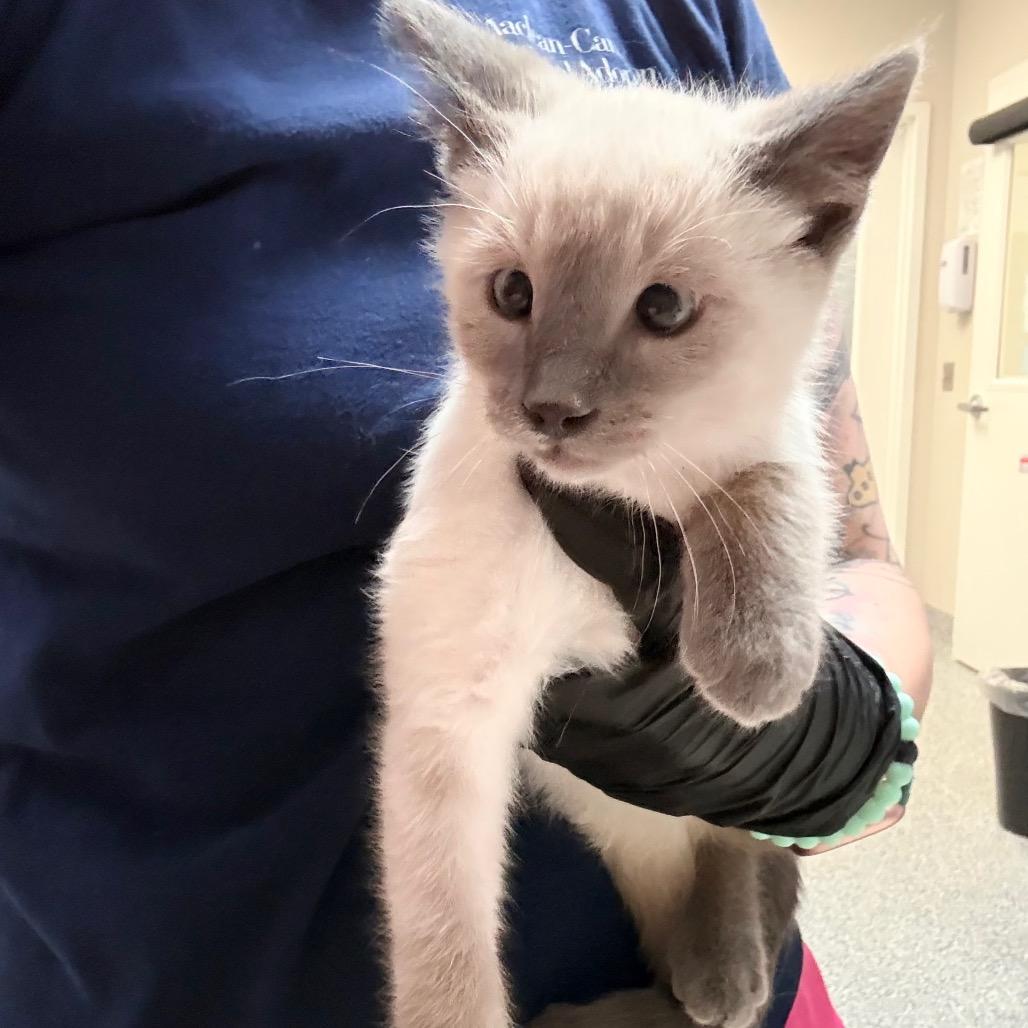 Enlarge Rowan, a Adoptable Domestic Short Hair in Great Falls, MT image 4/4
