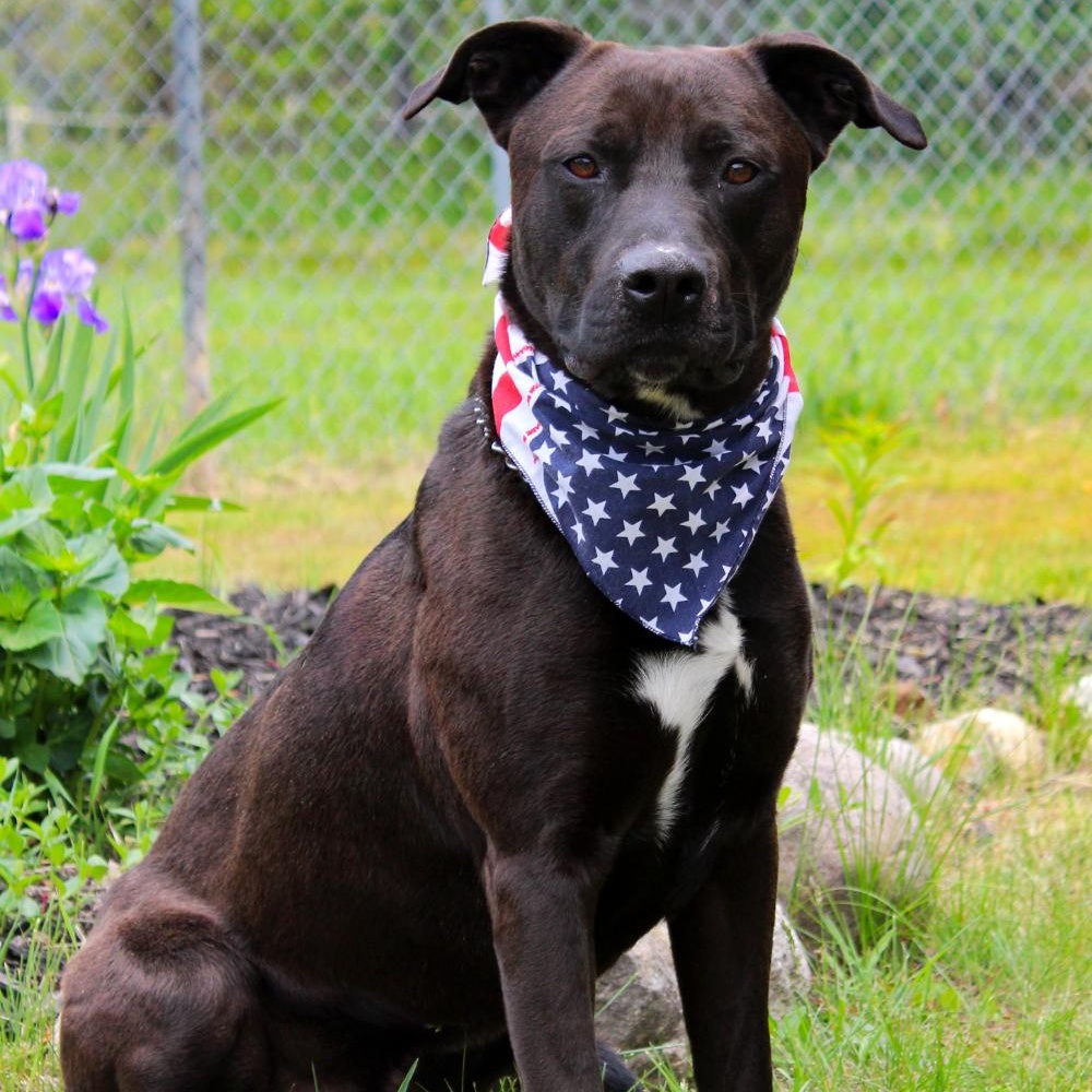 Opie, an adoptable Mixed Breed in Grayling, MI, 49738 | Photo Image 4