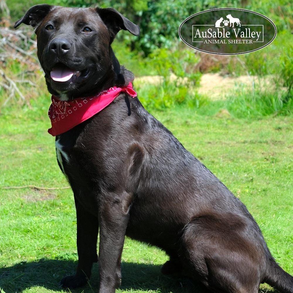 Opie, an adoptable Mixed Breed in Grayling, MI, 49738 | Photo Image 1
