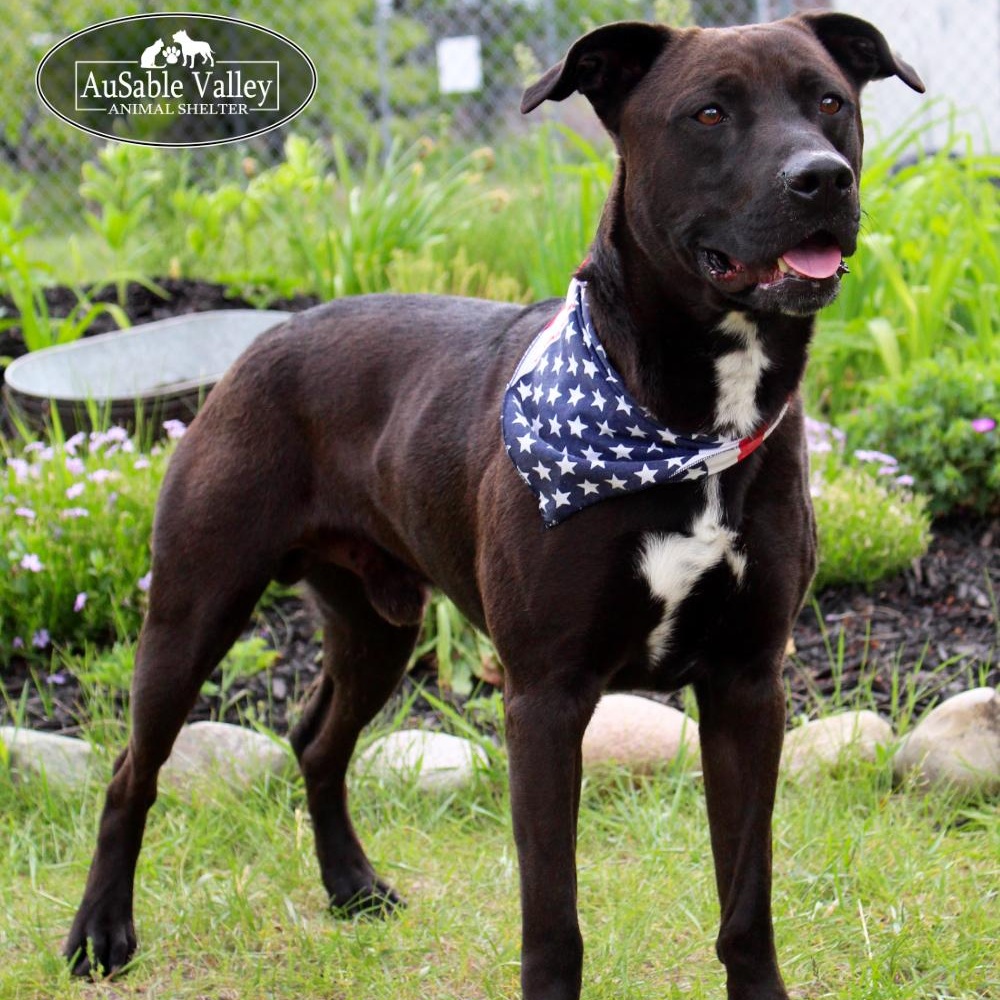 Opie, an adoptable Mixed Breed in Grayling, MI, 49738 | Photo Image 6