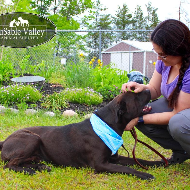 Opie, an adoptable Mixed Breed in Grayling, MI, 49738 | Photo Image 3