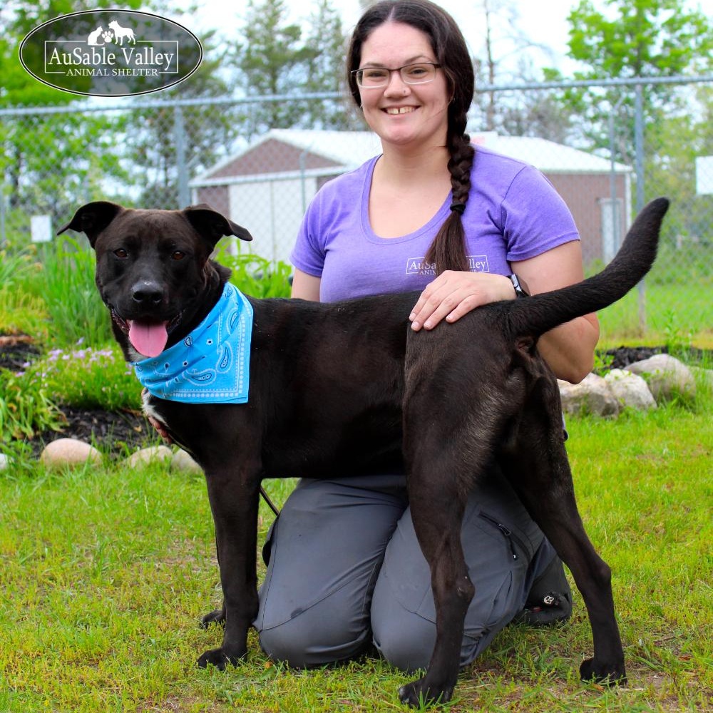 Opie, an adoptable Mixed Breed in Grayling, MI, 49738 | Photo Image 1
