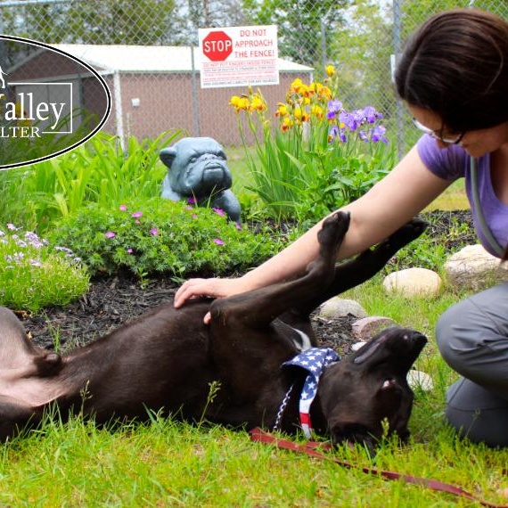 Opie, an adoptable Mixed Breed in Grayling, MI, 49738 | Photo Image 5