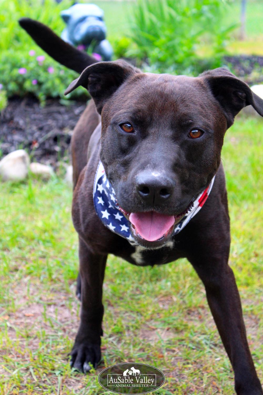 Opie, an adoptable Mixed Breed in Grayling, MI, 49738 | Photo Image 2