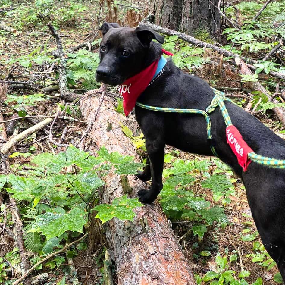 Opie, an adoptable Mixed Breed in Grayling, MI, 49738 | Photo Image 4