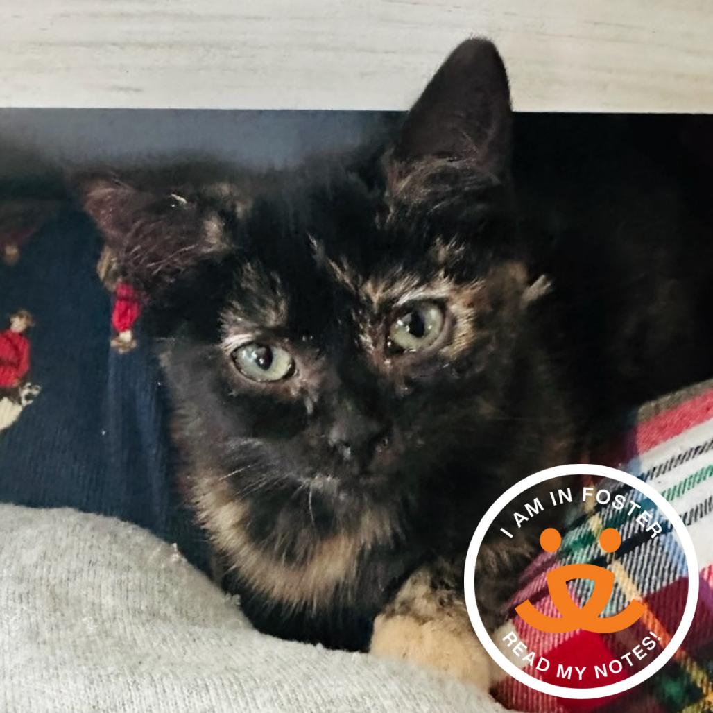 Renesmee, Adoptable, Kitten Female Domestic Short Hair.