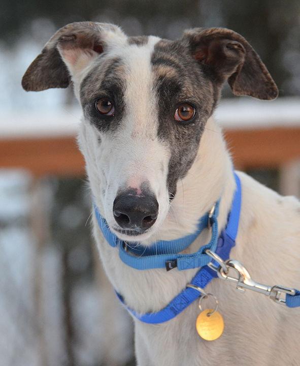Fenn, Adoptable, Adult Male Greyhound.