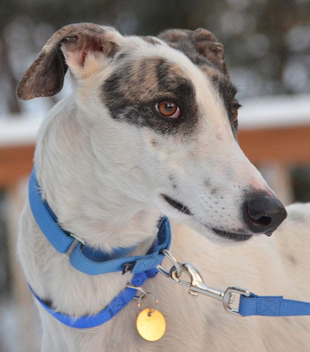 Enlarge Fenn, a Adoptable Greyhound in Minneapolis, MN image 2/3