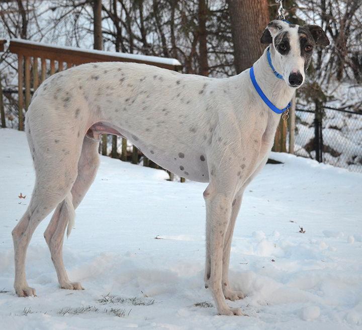 Enlarge Fenn, a Adoptable Greyhound in Minneapolis, MN image 3/3