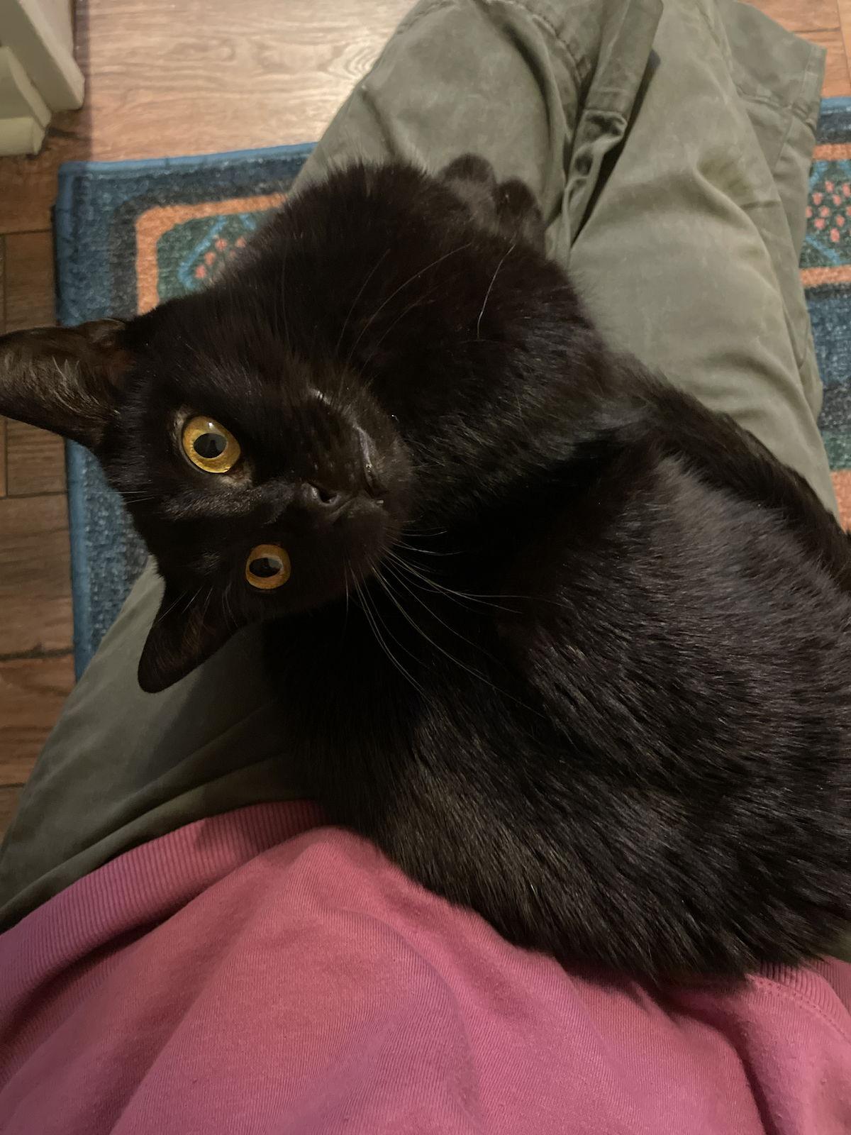 Enlarge Fran, a Adoptable Domestic Short Hair in Traverse City, MI image 1/3