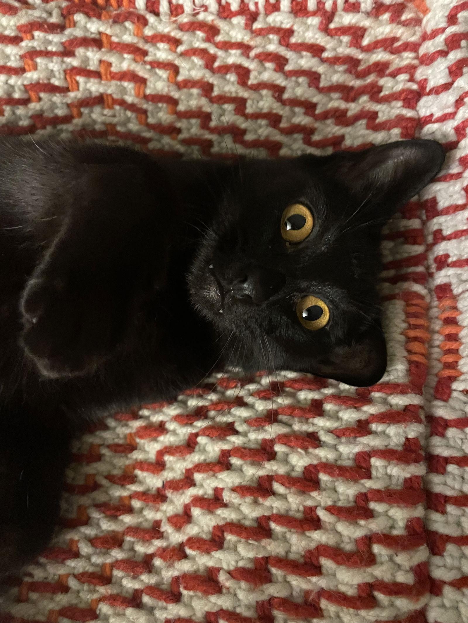 Enlarge Fran, a Adoptable Domestic Short Hair in Traverse City, MI image 2/3