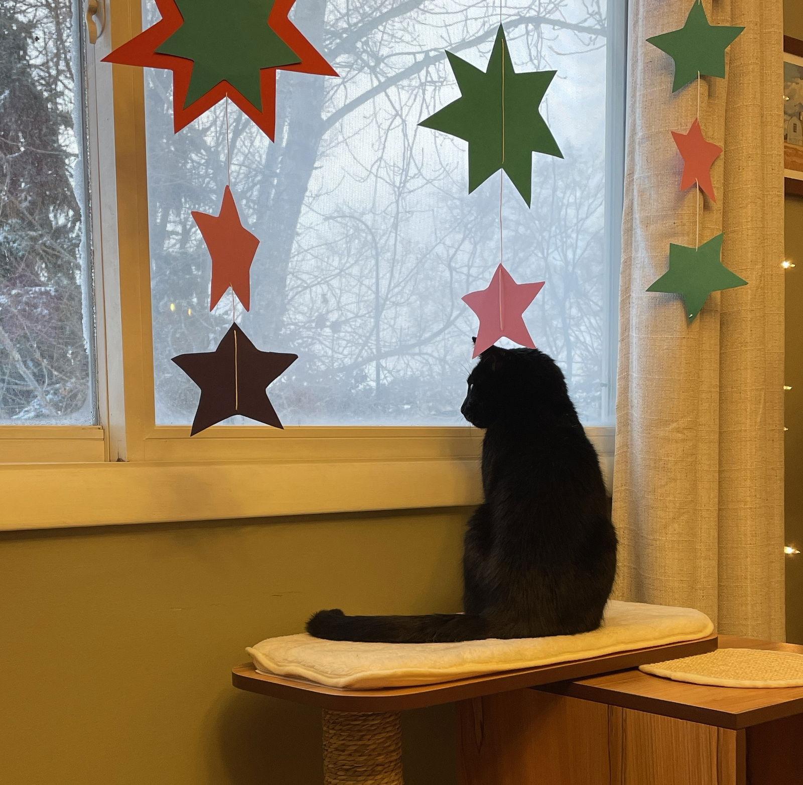 Fran, Adopted, Adult Male Domestic Short Hair.