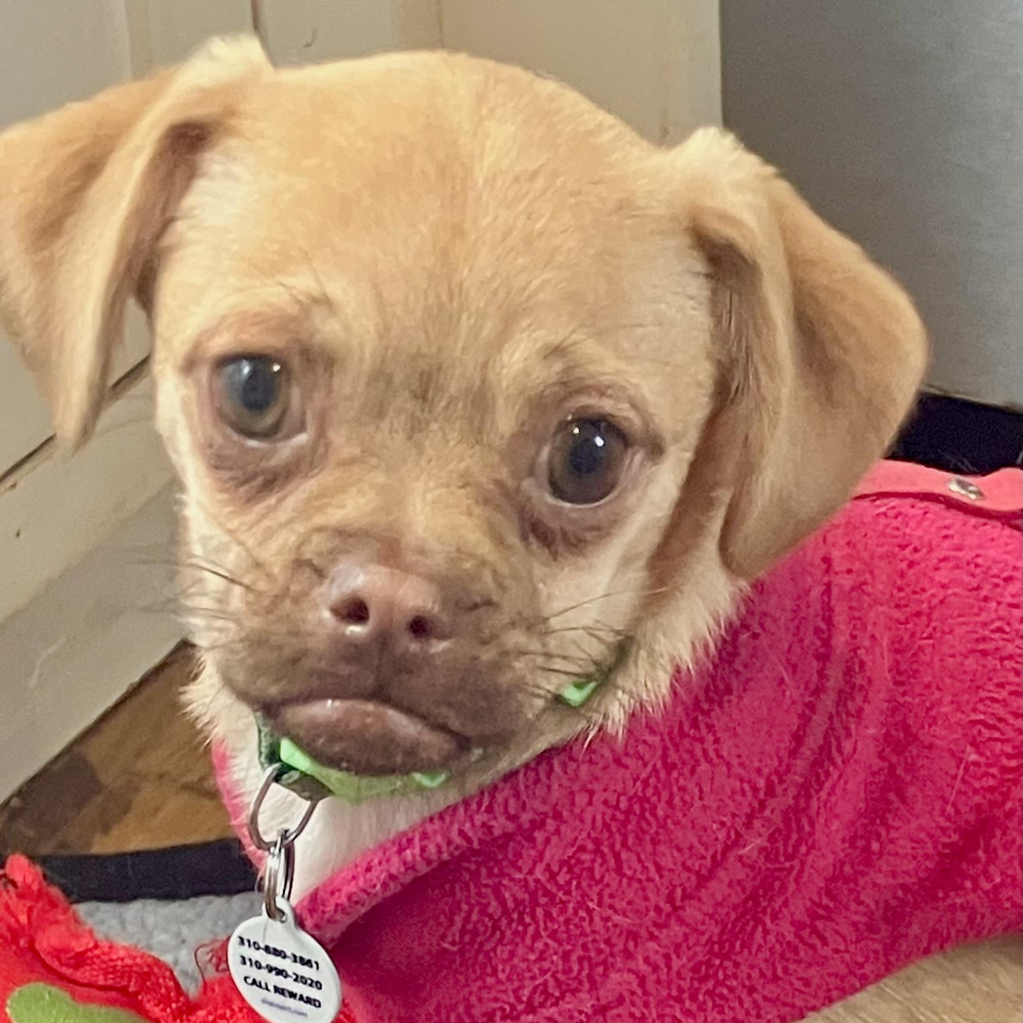 Enlarge Juno, a ADOPTABLE mixed breed in Santa Monica, CA image 2/5