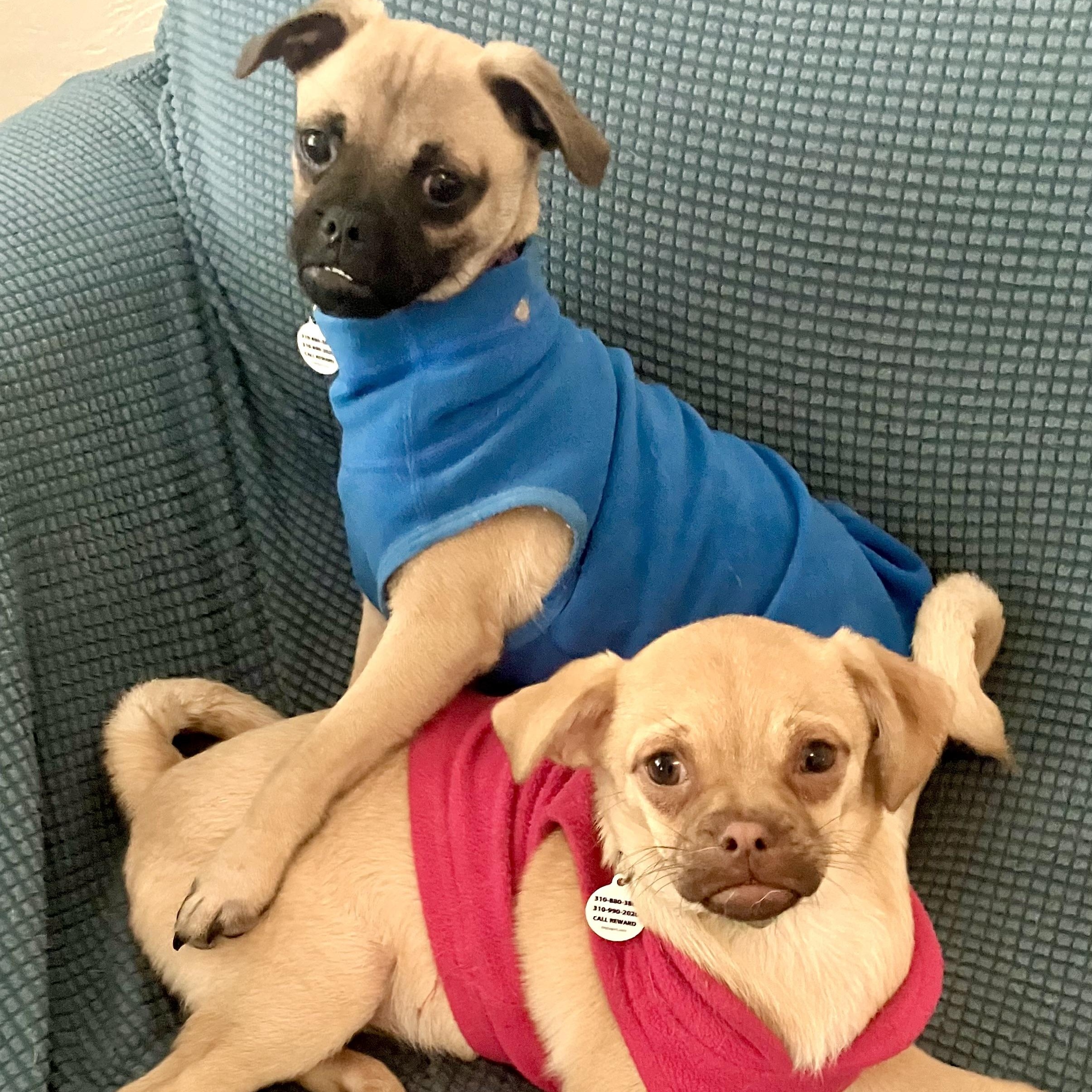 Enlarge Juno, a ADOPTABLE mixed breed in Santa Monica, CA image 4/5