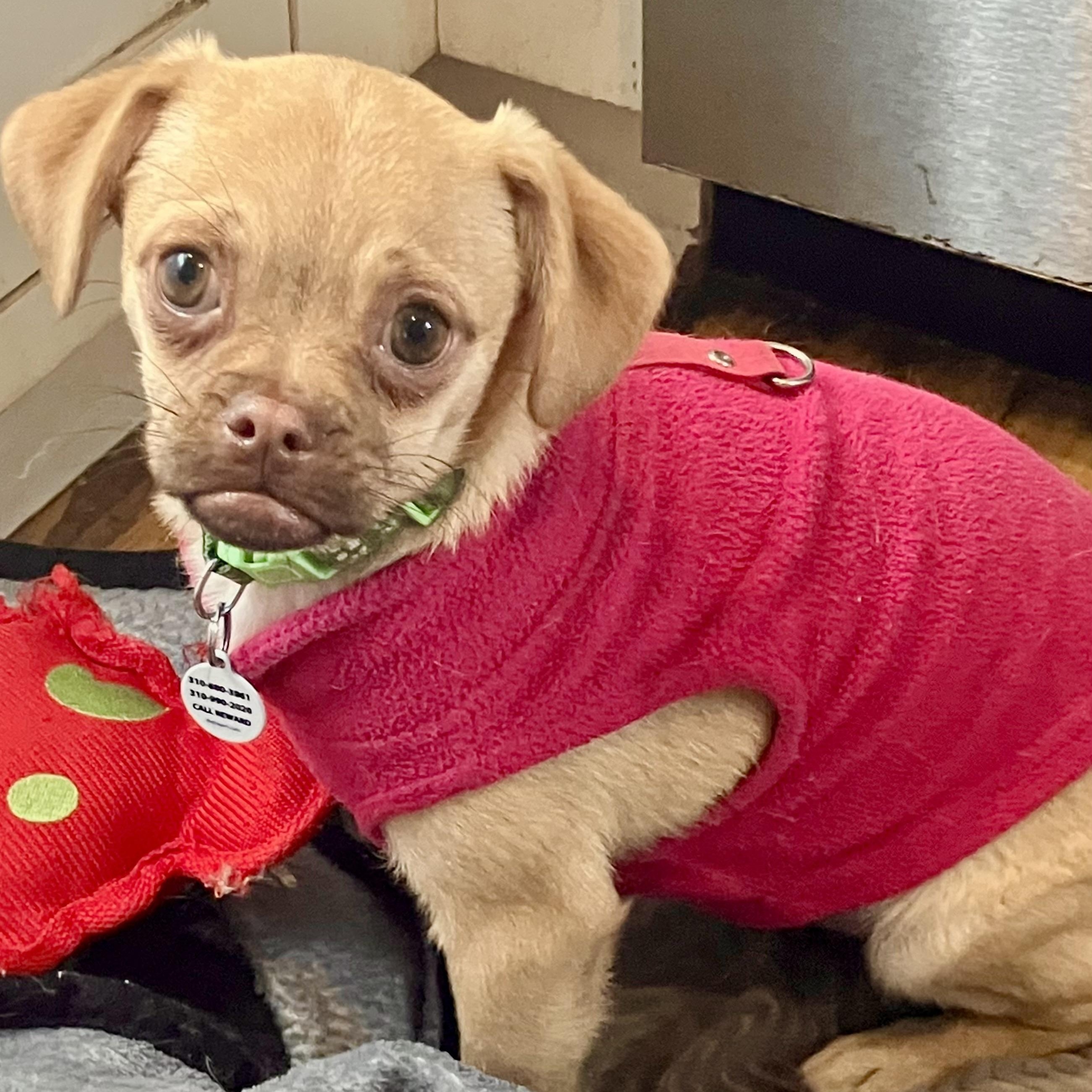 Juno, ADOPTABLE, Young Female Pug & Chihuahua.