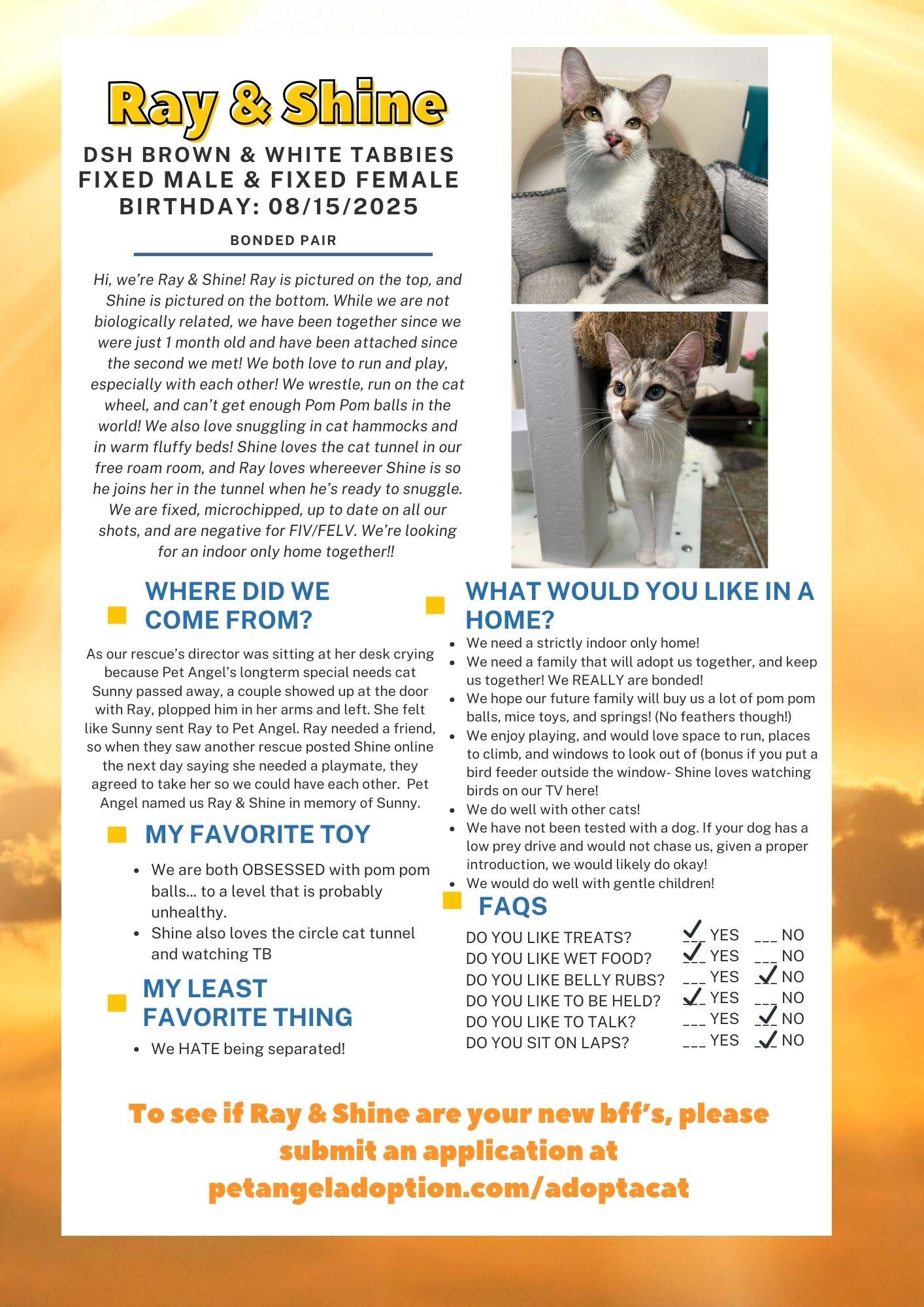 Enlarge Ray & Shine (Bonded Pair), a ADOPTABLE Domestic Short Hair in Frankenmuth, MI image 5/5