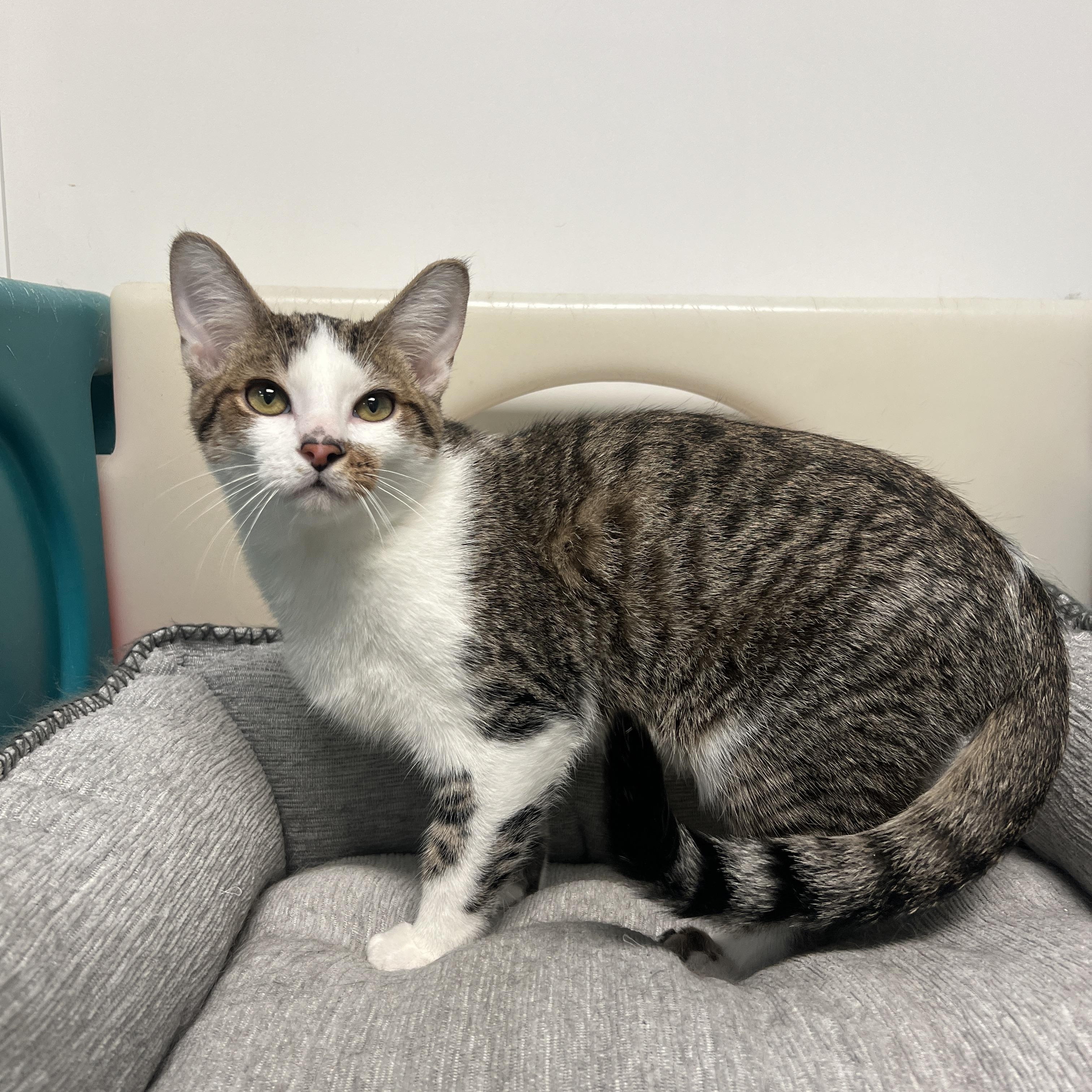 Enlarge Ray & Shine (Bonded Pair), a ADOPTABLE Domestic Short Hair in Frankenmuth, MI image 4/5