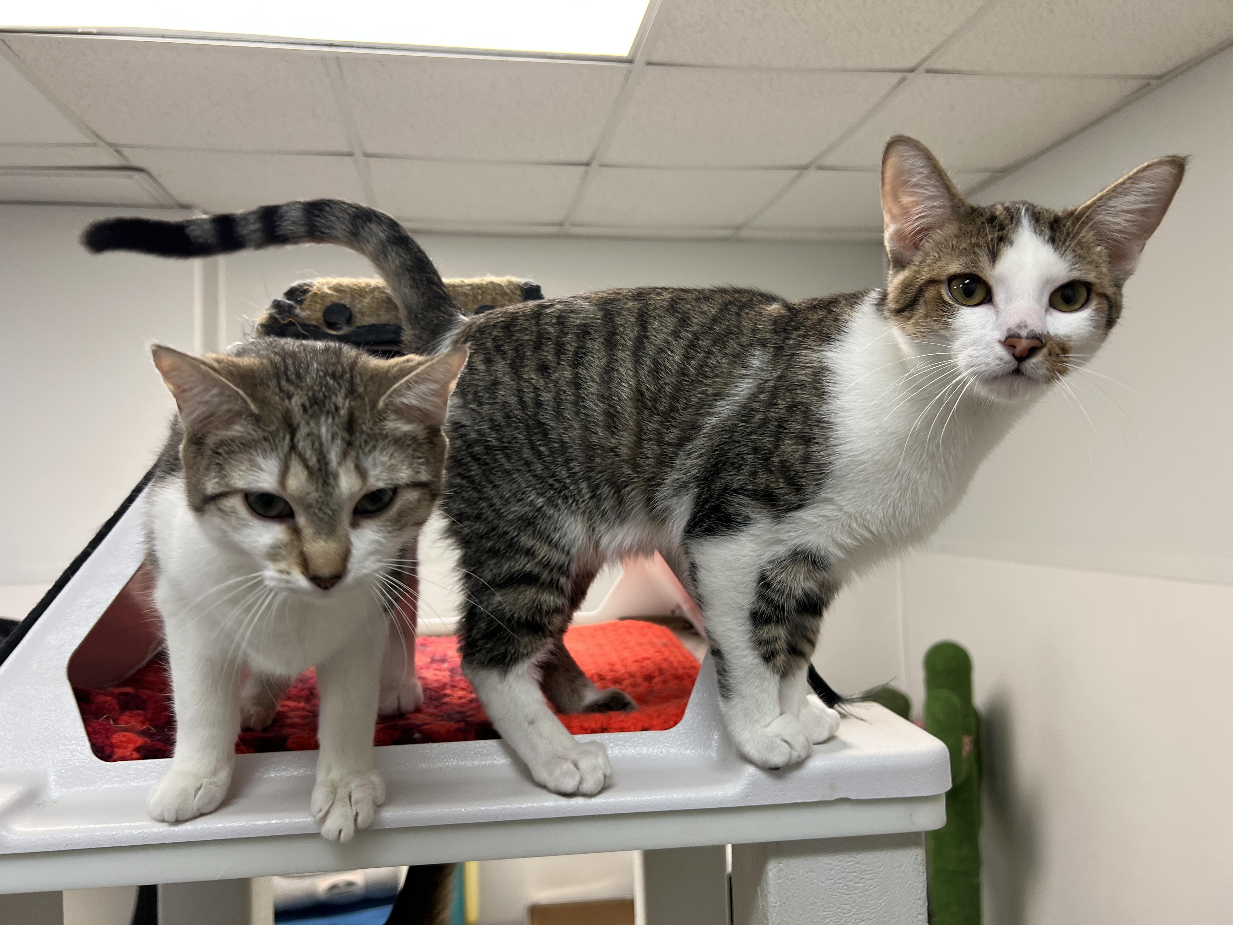 Enlarge Ray & Shine (Bonded Pair), a ADOPTABLE Domestic Short Hair in Frankenmuth, MI image 2/5