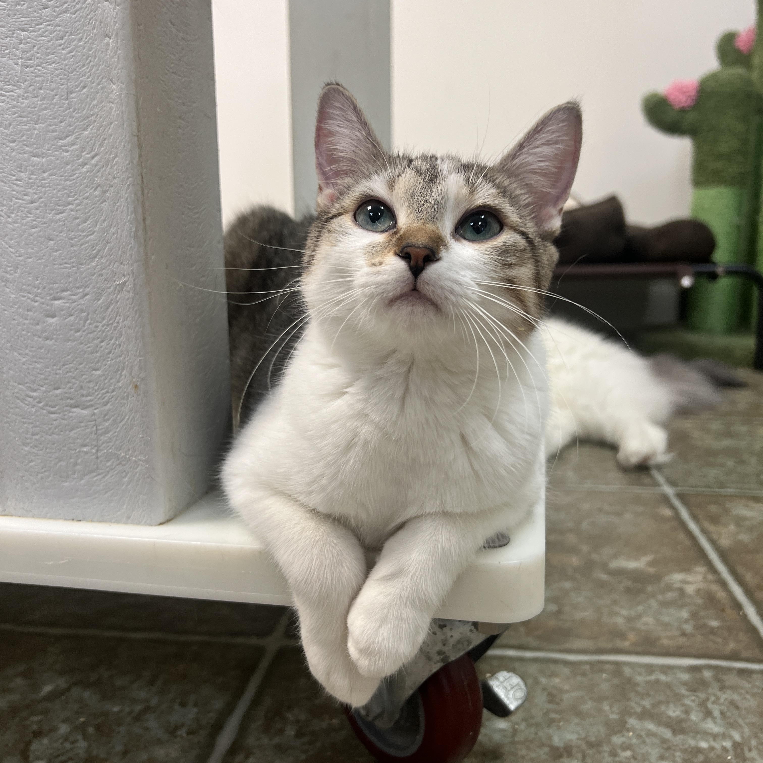 Enlarge Ray & Shine (Bonded Pair), a ADOPTABLE Domestic Short Hair in Frankenmuth, MI image 3/5