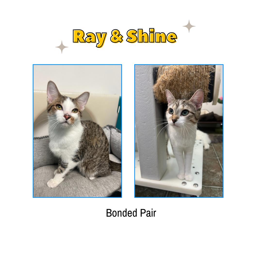 Ray & Shine (Bonded Pair), ADOPTABLE, Young Male Domestic Short Hair.