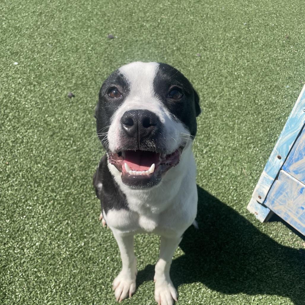 Logan, a Adoptable Pit Bull Terrier in Chatham, VA image 2/3